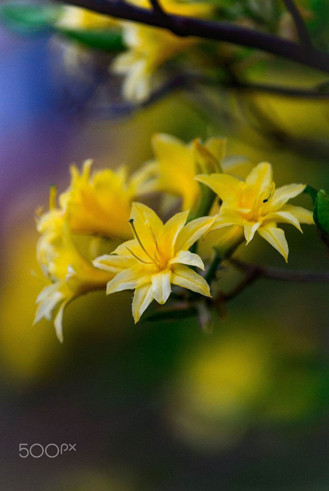 Nikon AF-S Nikkor 70-200mm F4G ED VR sample photo. Evening light photography