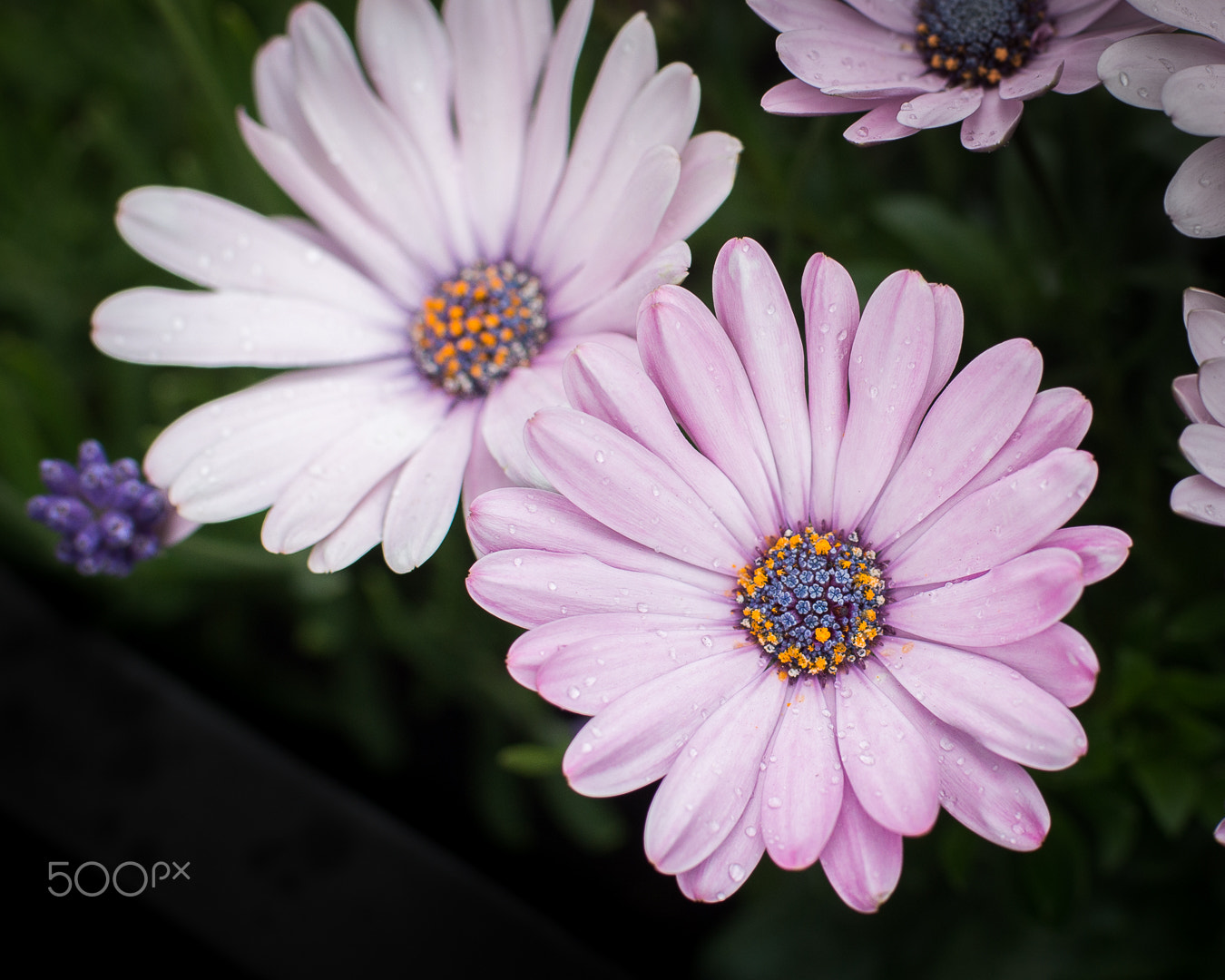 Pentax smc DA* 55mm F1.4 SDM sample photo. Osteospermum w/raindrops photography