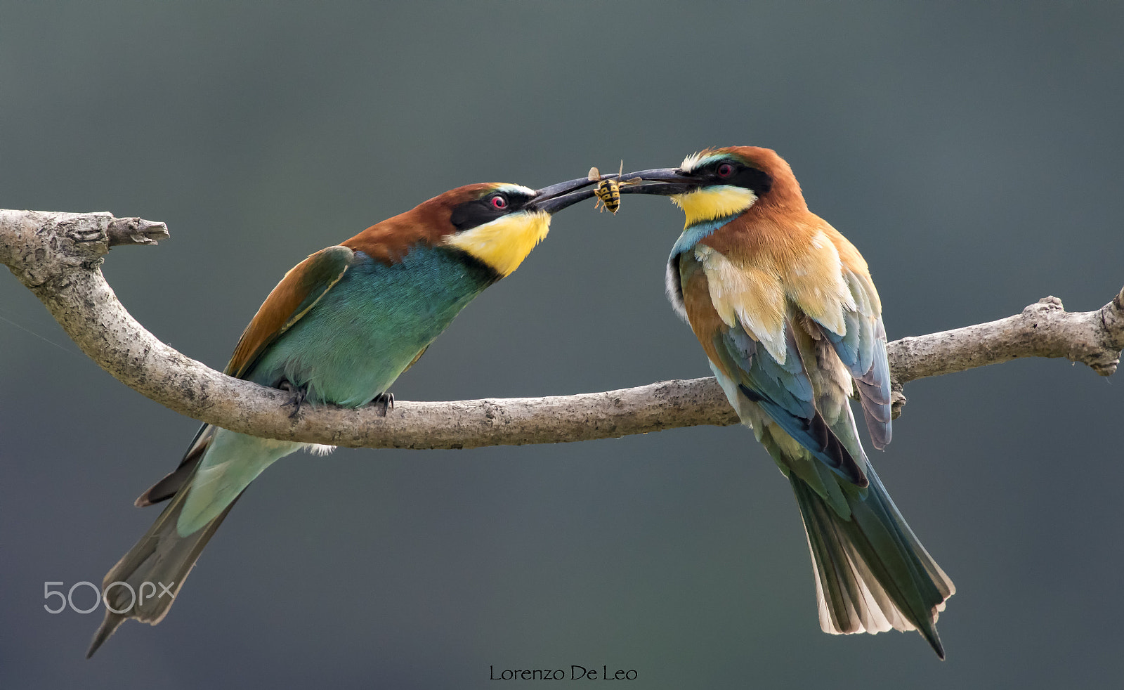 Canon EF 300mm F2.8L IS II USM sample photo. Gruccioni l amore photography