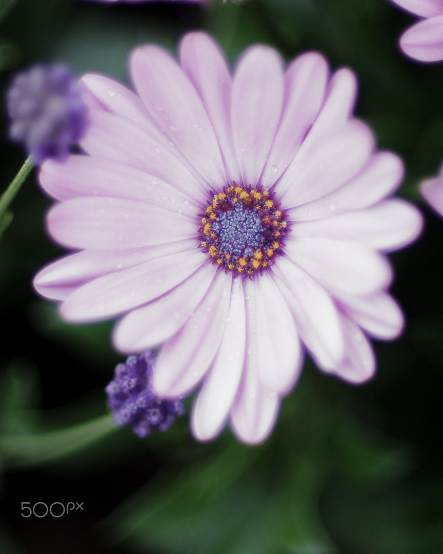 Pentax smc DA* 55mm F1.4 SDM sample photo. Dreamy daisy photography