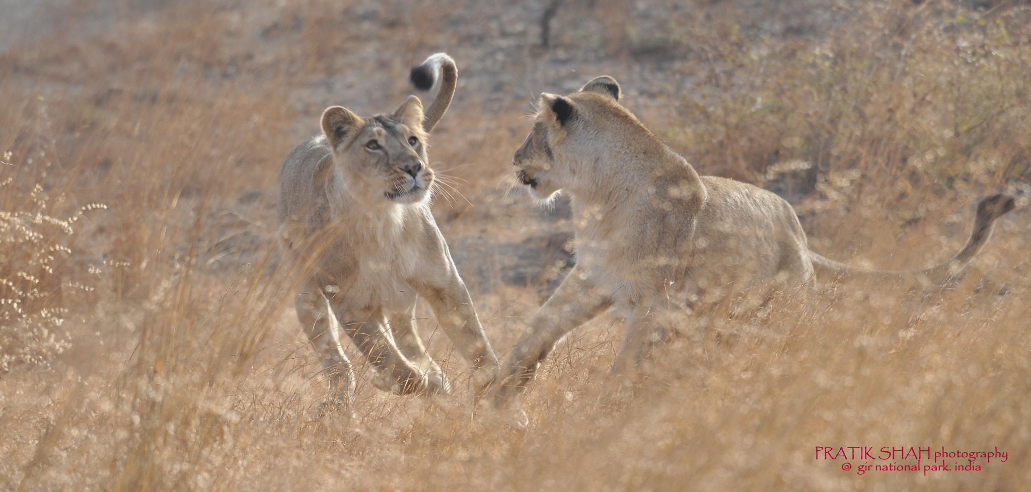 Nikon AF-S Nikkor 200-500mm F5.6E ED VR sample photo. Brotherhood  photography