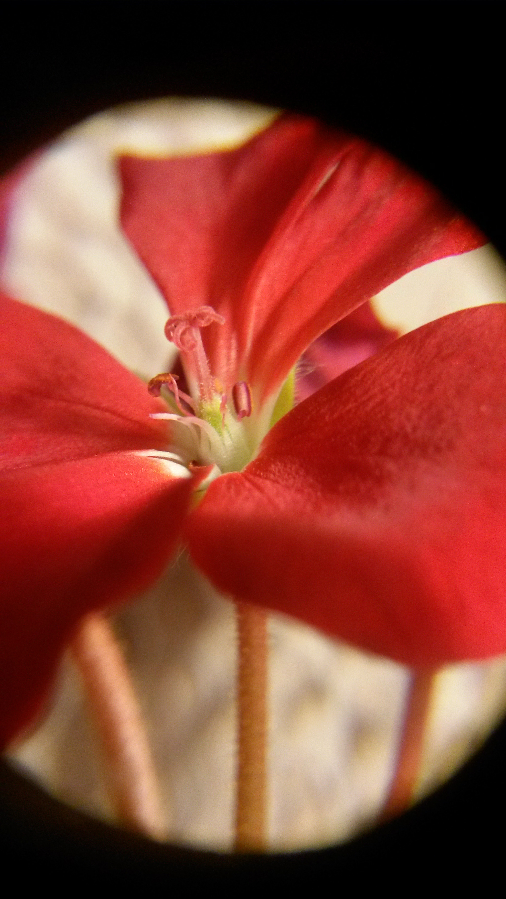 Samsung Galaxy Mega 6.3 sample photo. Geranium flower photography