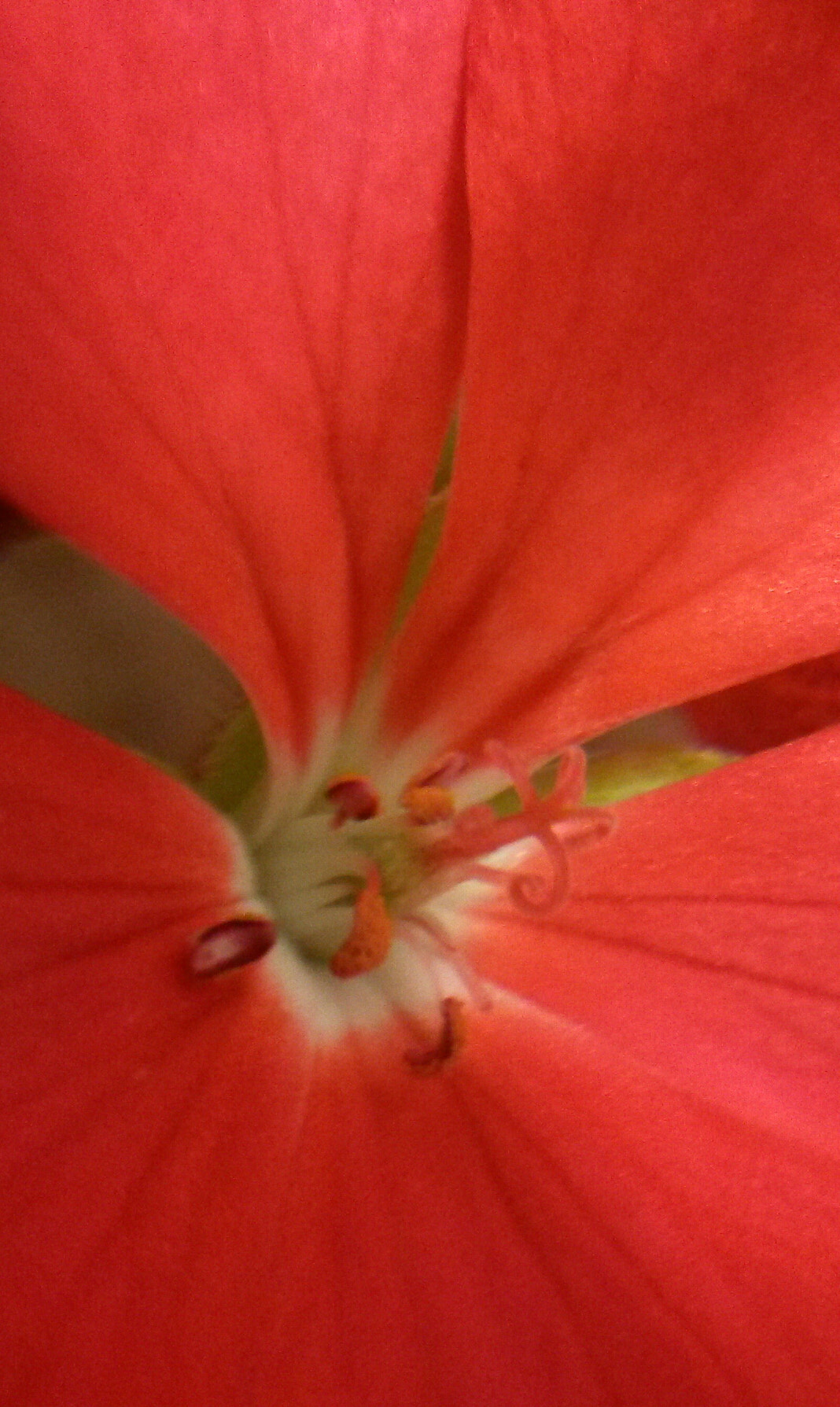 Samsung Galaxy Mega 6.3 sample photo. Geranium in bloom photography