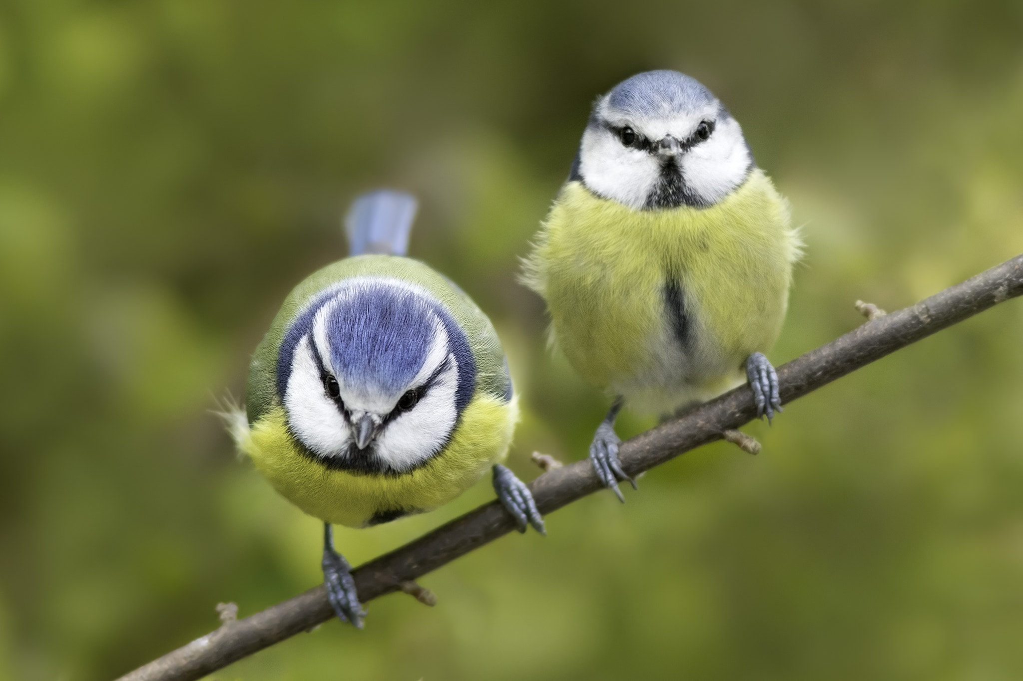 Nikon D7200 + Sigma 300mm F2.8 APO EX DG HSM sample photo. Blue tit pair photography