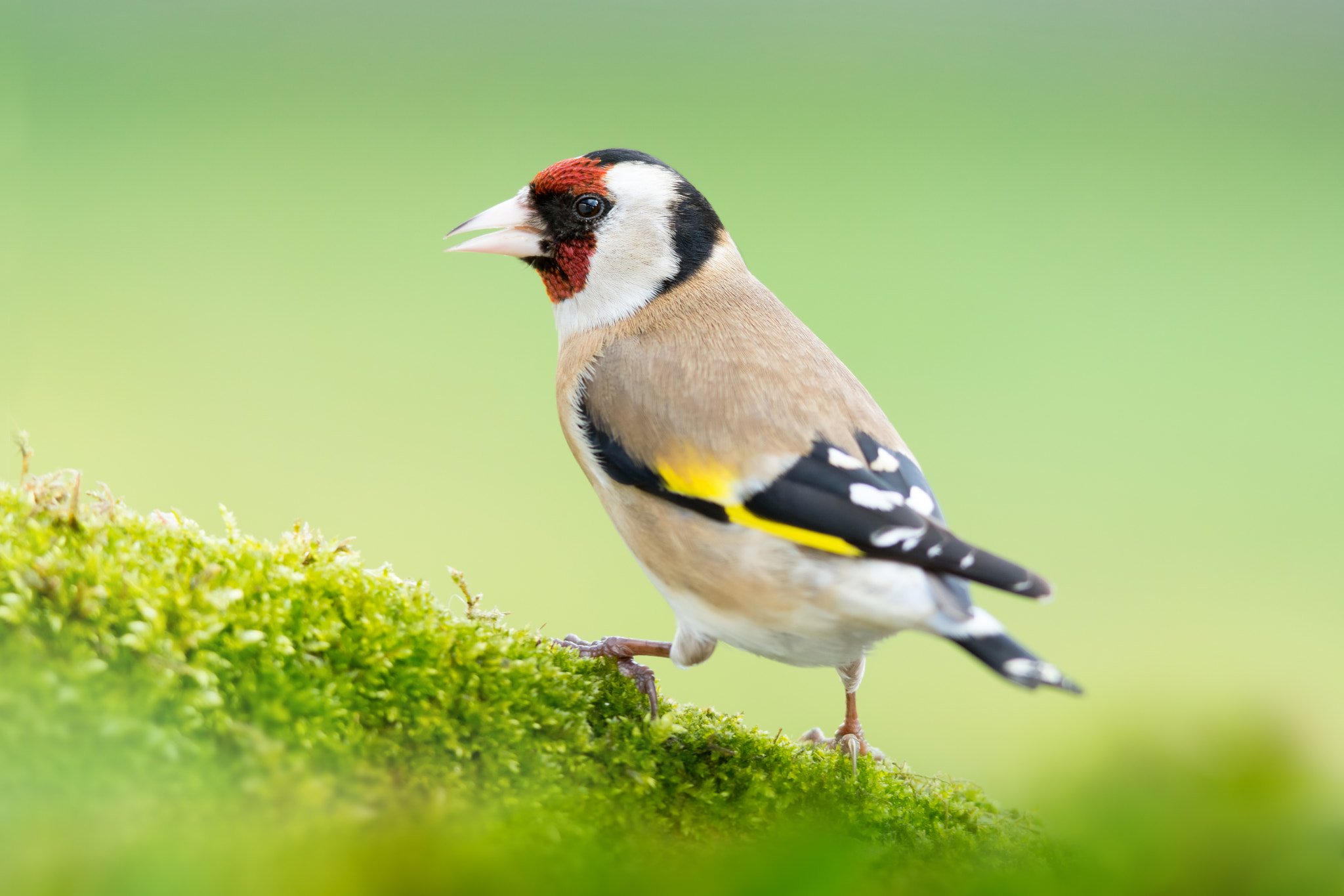 Sigma 300mm F2.8 APO EX DG HSM sample photo. Goldfinch photography