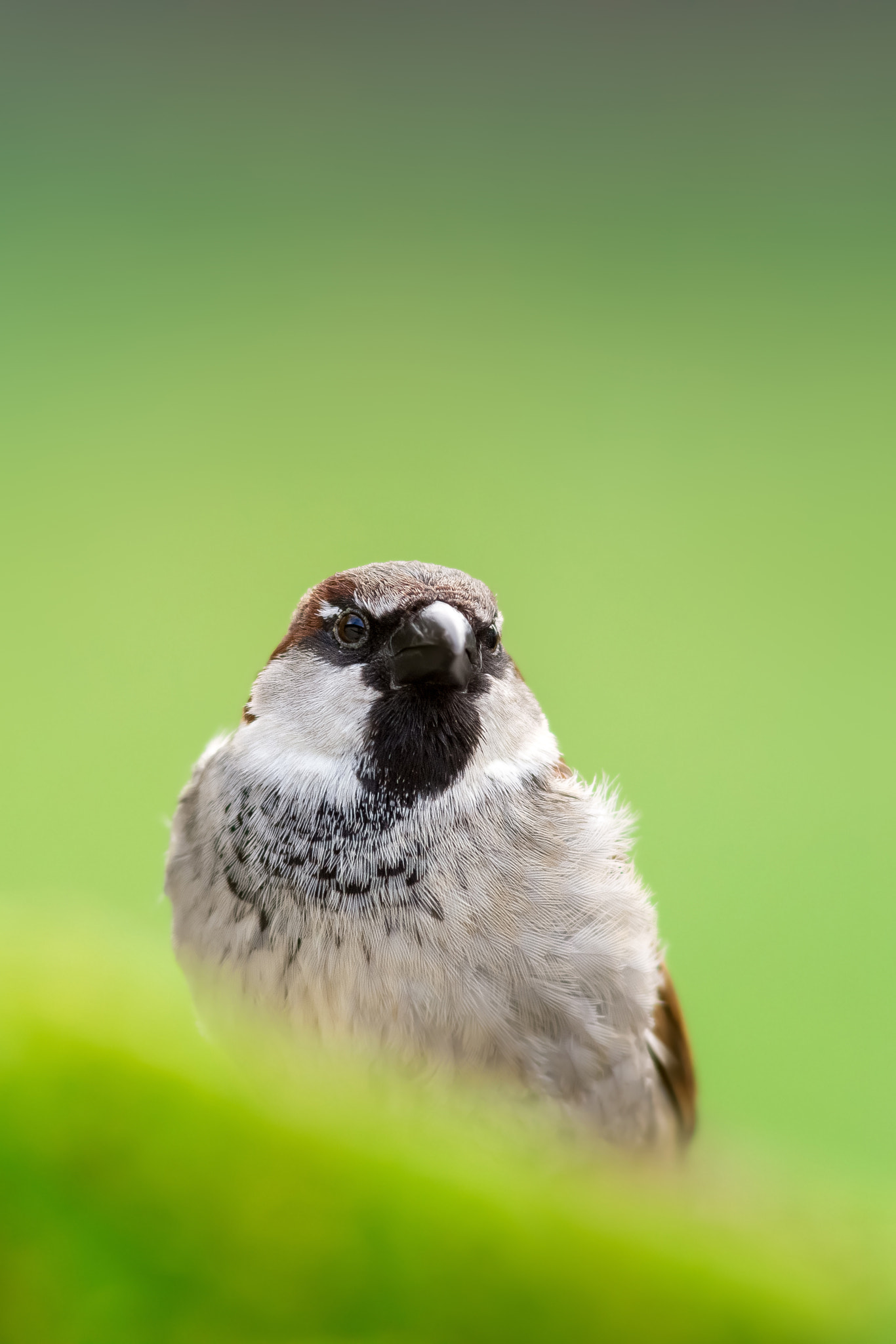 Nikon D7200 + Sigma 300mm F2.8 APO EX DG HSM sample photo. House sparrow photography