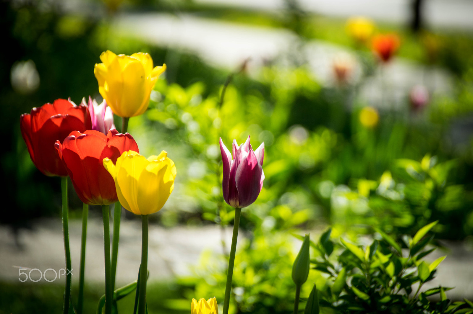 Sigma 18-250mm F3.5-6.3 DC Macro OS HSM sample photo. Kim's tulips photography