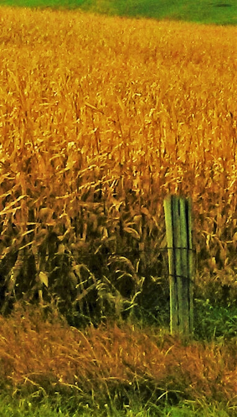 Samsung Galaxy Mega 6.3 sample photo. Iowa corn in yellow glory photography