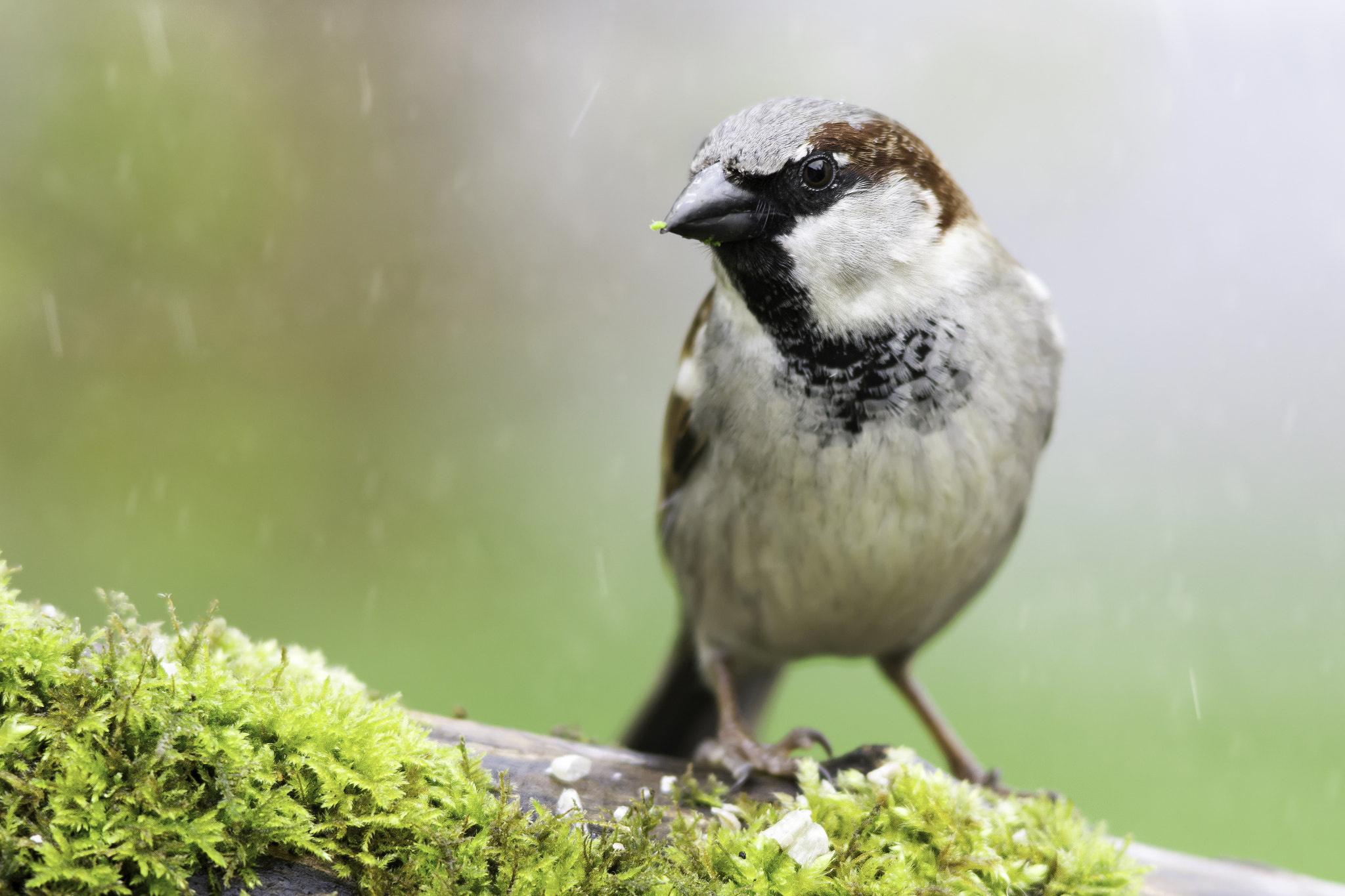 Nikon D7200 + Sigma 300mm F2.8 APO EX DG HSM sample photo. Sparrow rain photography