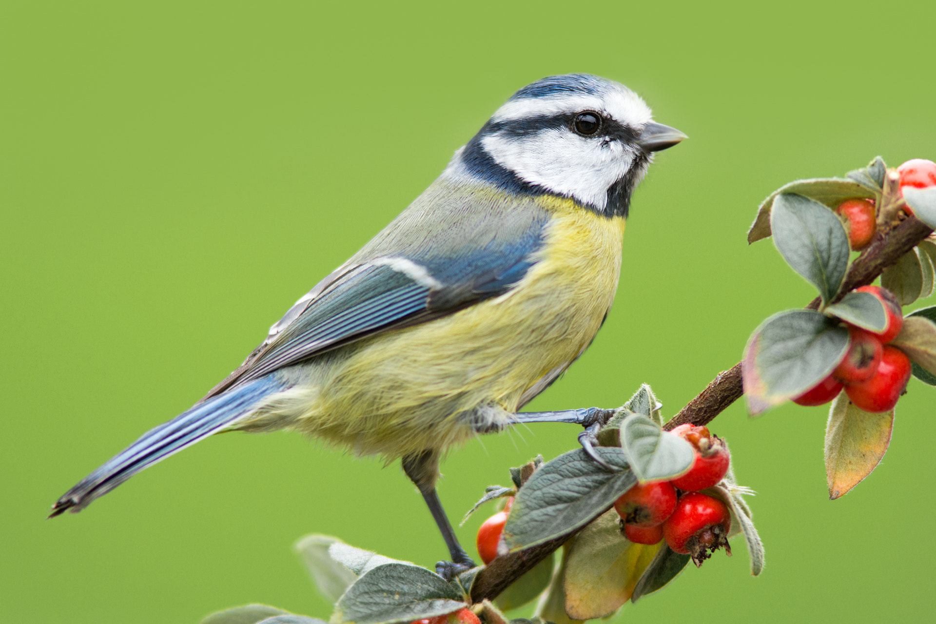 Nikon D7200 + Sigma 300mm F2.8 APO EX DG HSM sample photo. Blue tit photography