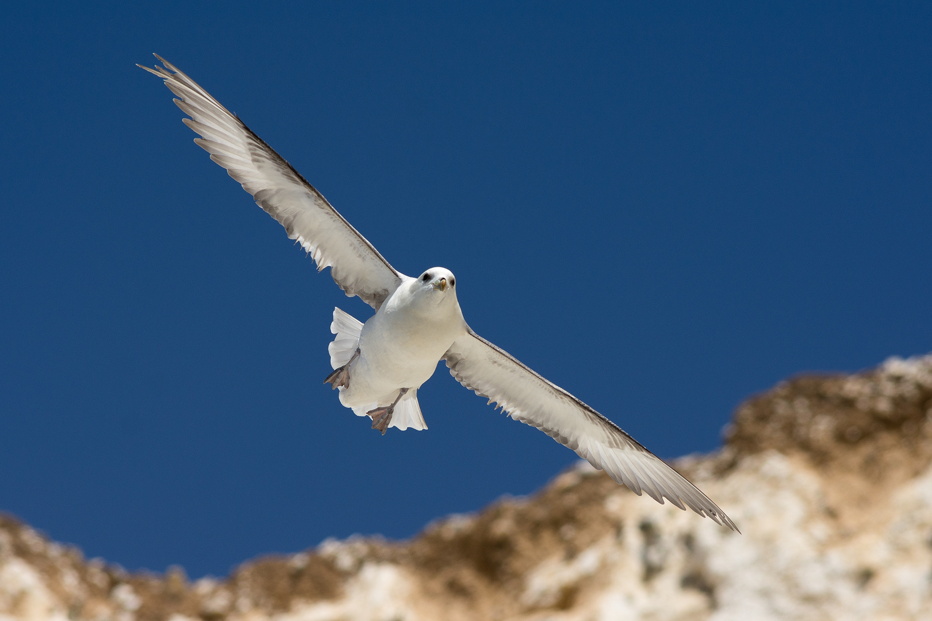 Nikon D7200 + Sigma 300mm F2.8 APO EX DG HSM sample photo. Fulmar photography