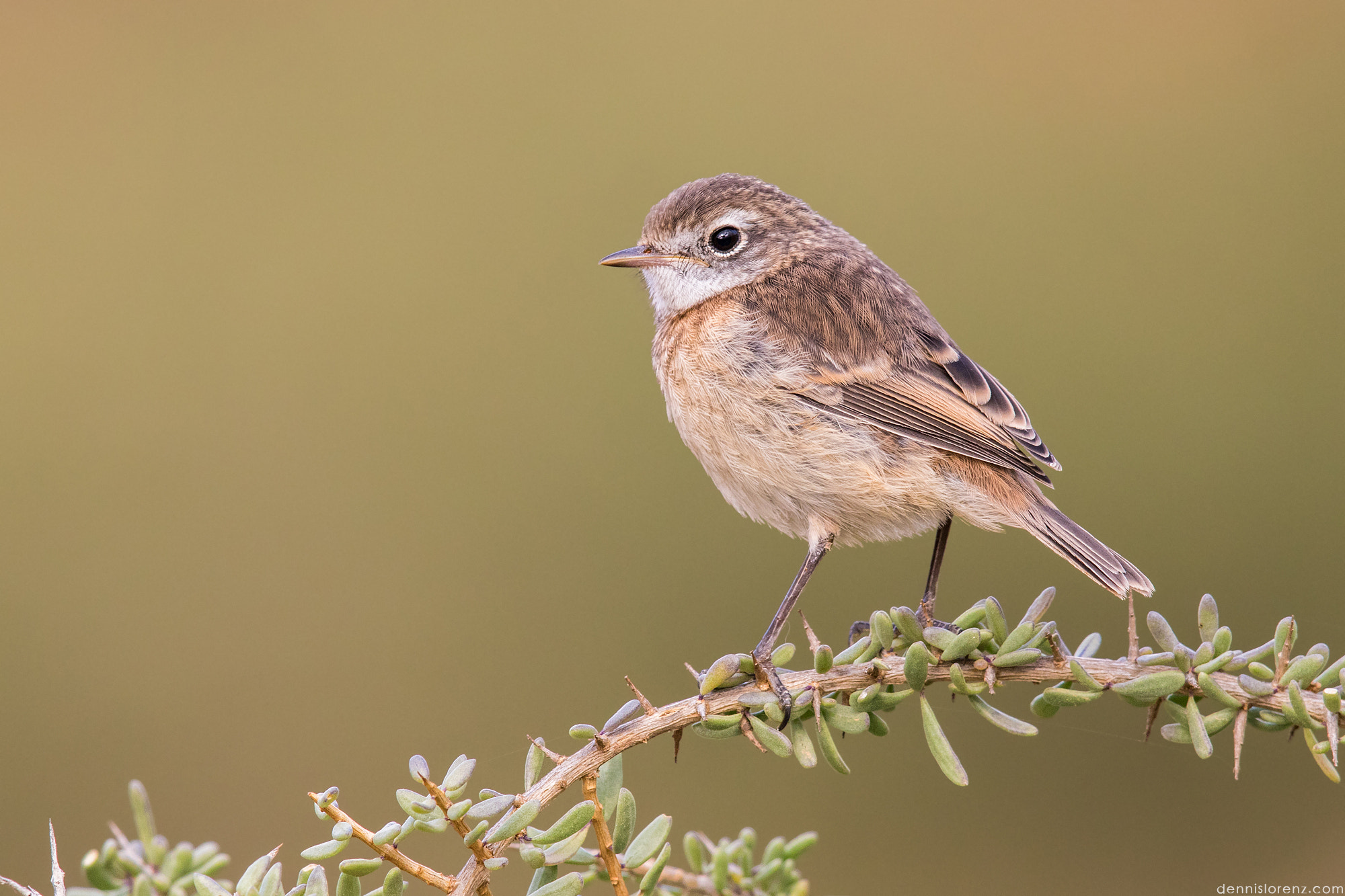 Canon EF 600mm F4L IS II USM sample photo. Fuerteventura stonechat | kanarenschmätzer photography