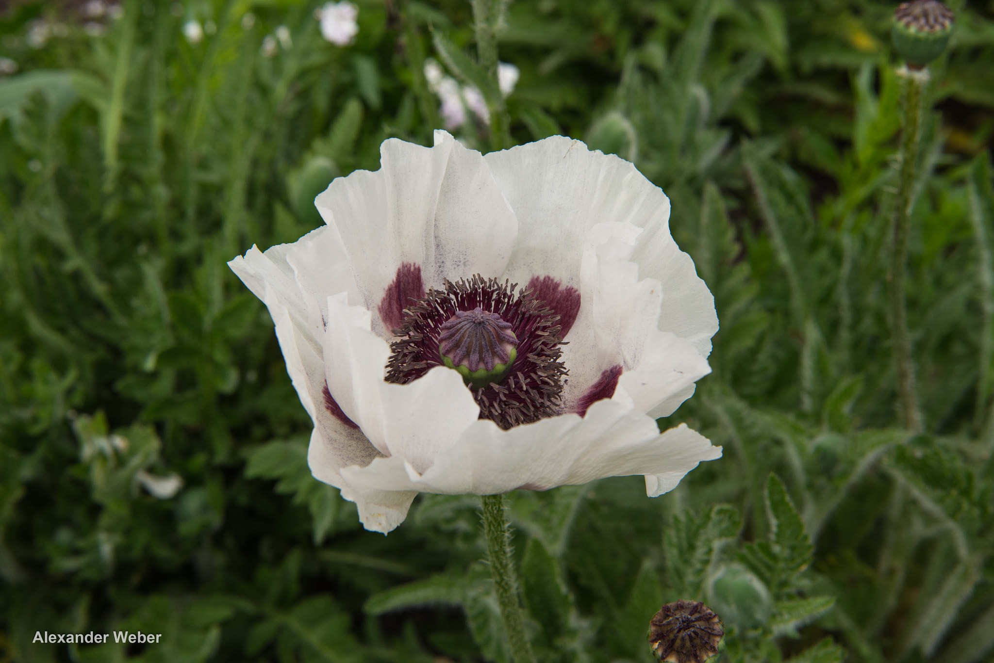 Nikon AF-S Nikkor 24-70mm F2.8E ED VR sample photo. Bright white poppy photography