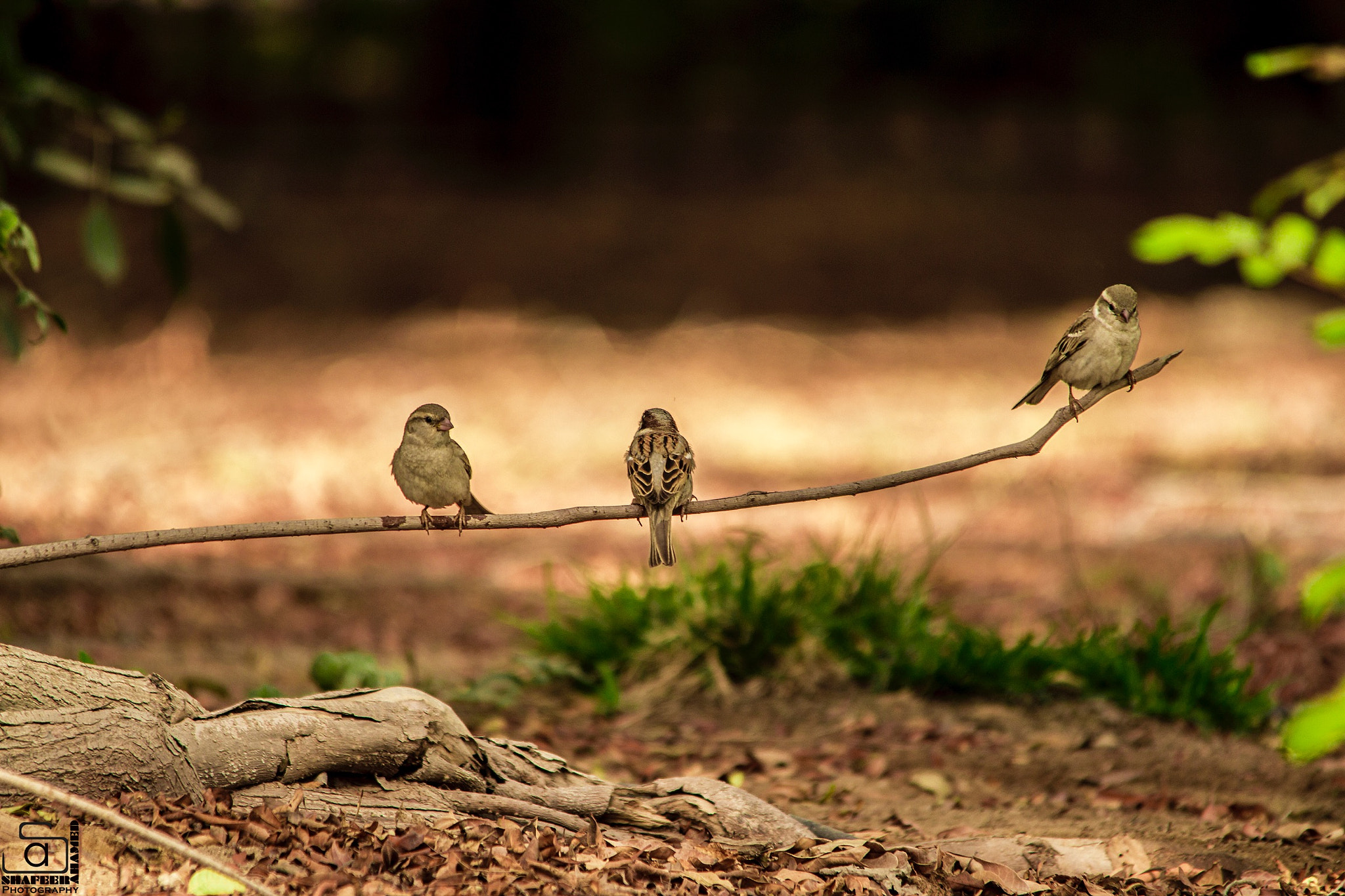 Sigma 150-500mm F5-6.3 DG OS HSM sample photo. Sparrow  photography