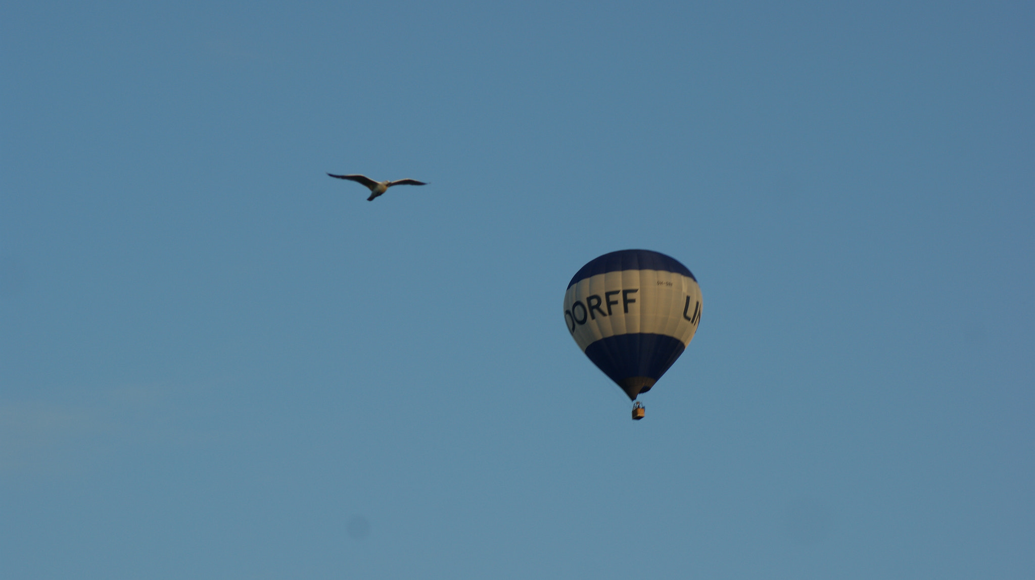 Sony Alpha DSLR-A350 sample photo. Fly photography