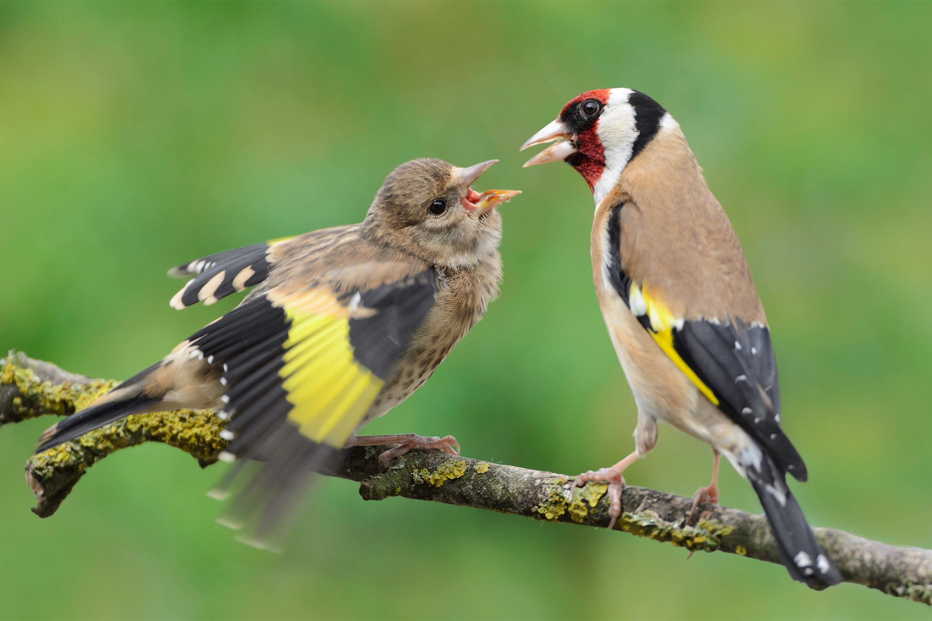 Nikon D7200 + Sigma 300mm F2.8 APO EX DG HSM sample photo. Goldfinch feeding fledgling photography