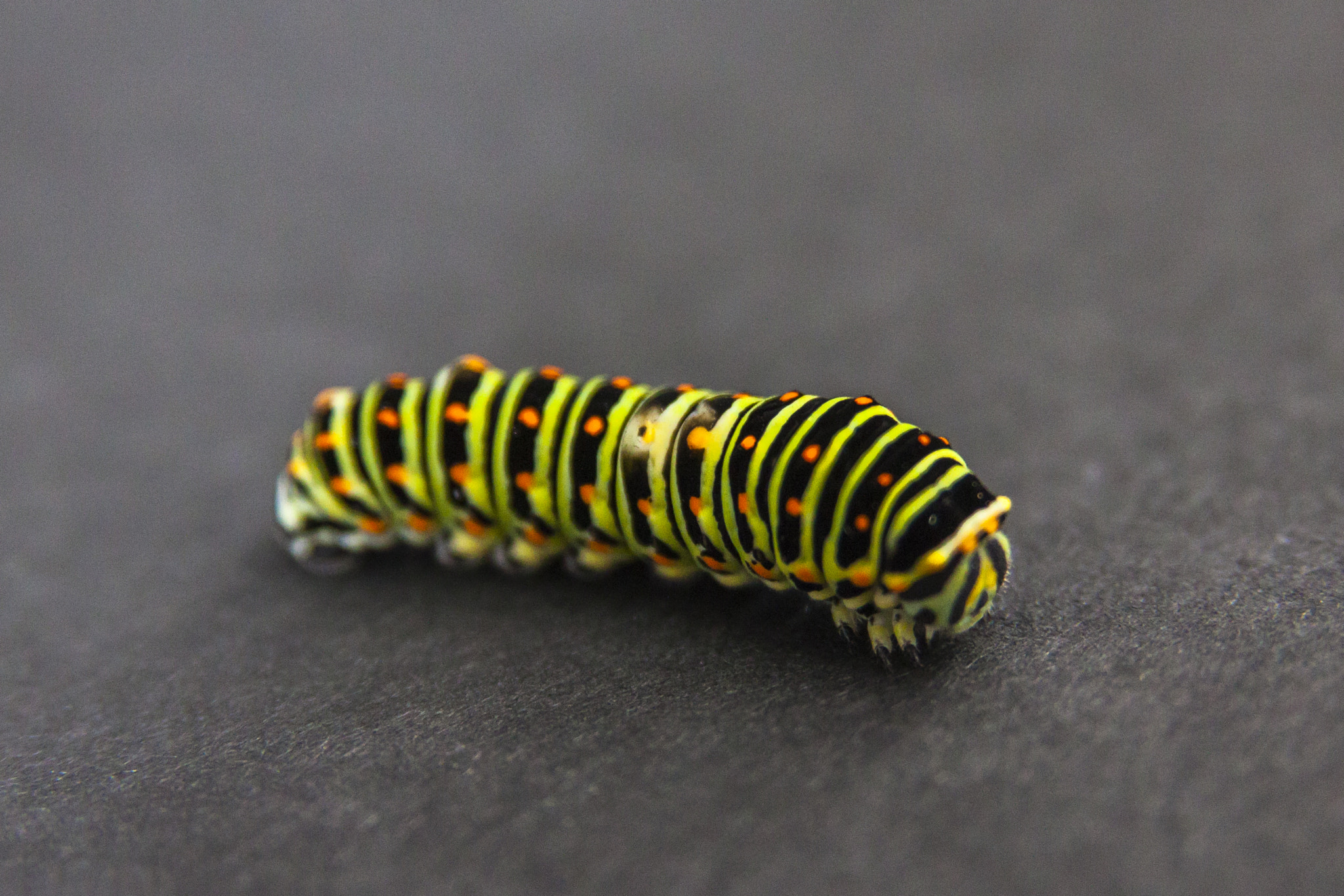 Sigma 17-70mm F2.8-4 DC Macro OS HSM sample photo. Swallowtail butterfly caterpillar photography
