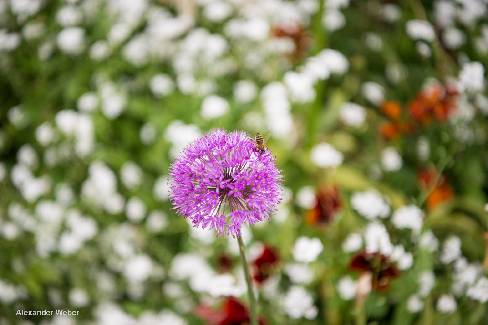 Nikon AF-S Nikkor 24-70mm F2.8E ED VR sample photo. Thristy bee photography
