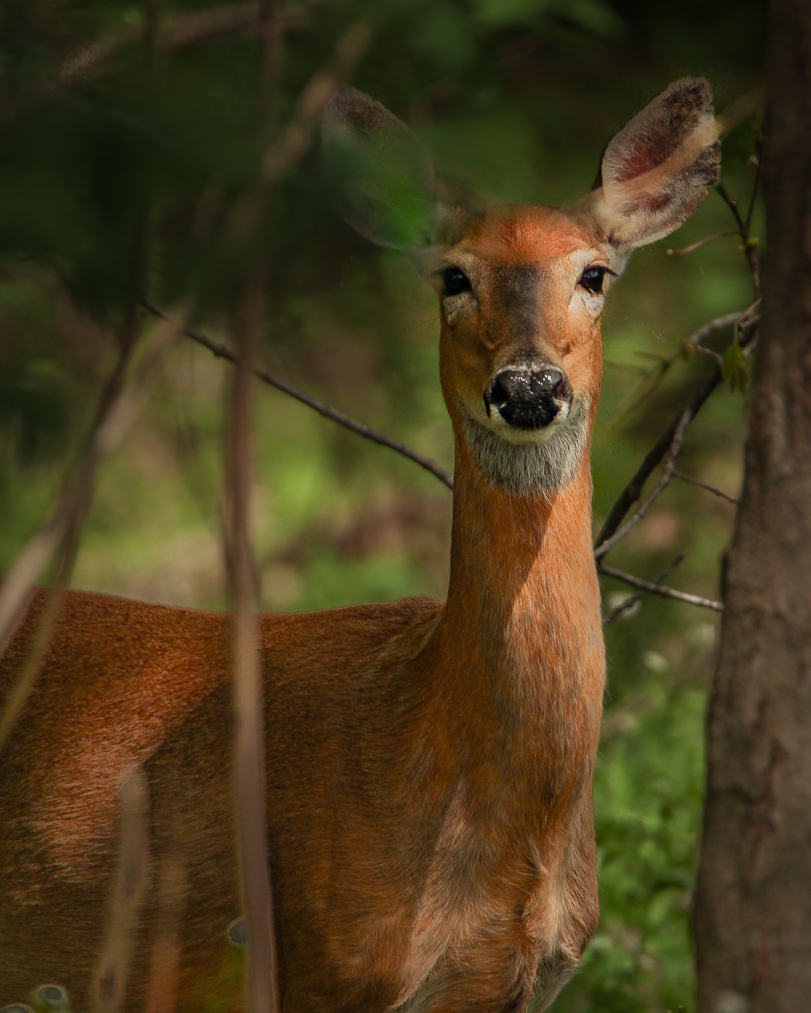 Canon EOS 100D (EOS Rebel SL1 / EOS Kiss X7) sample photo. White-tailed deer photography