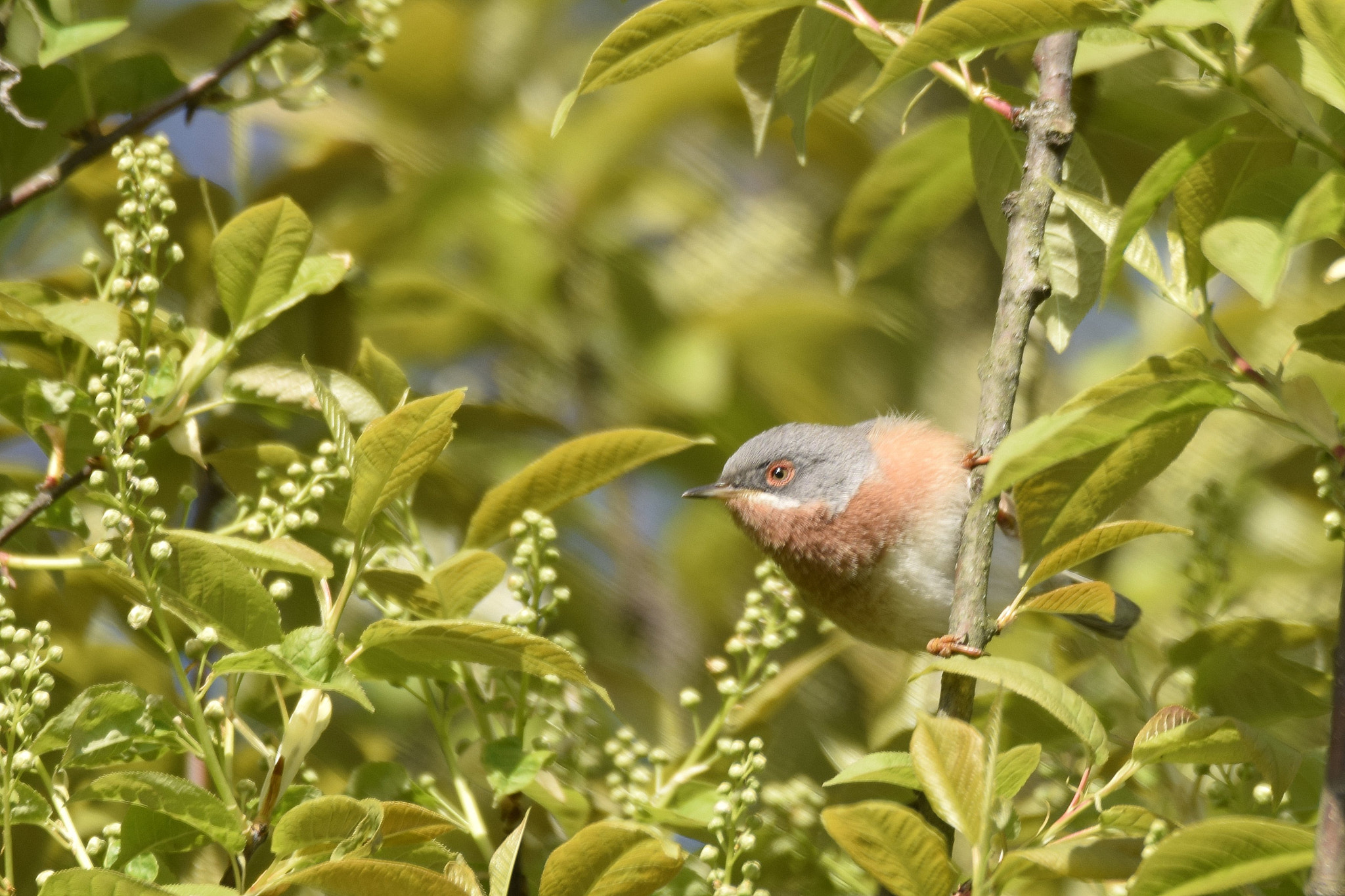 Sigma 150-600mm F5-6.3 DG OS HSM | C sample photo. Rare bird in the netherlands  photography
