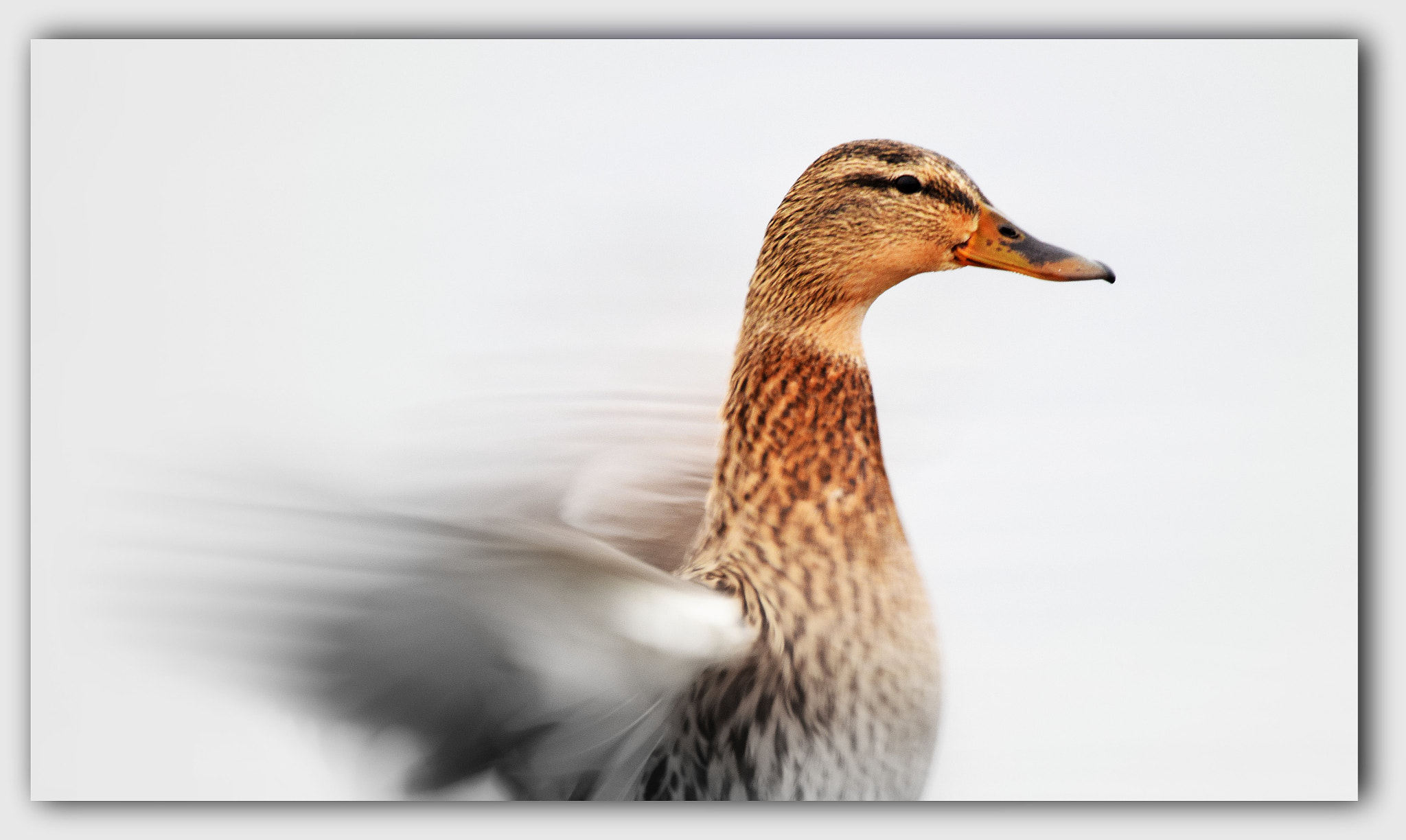 Sigma 150-600mm F5-6.3 DG OS HSM | C sample photo. Duck photography
