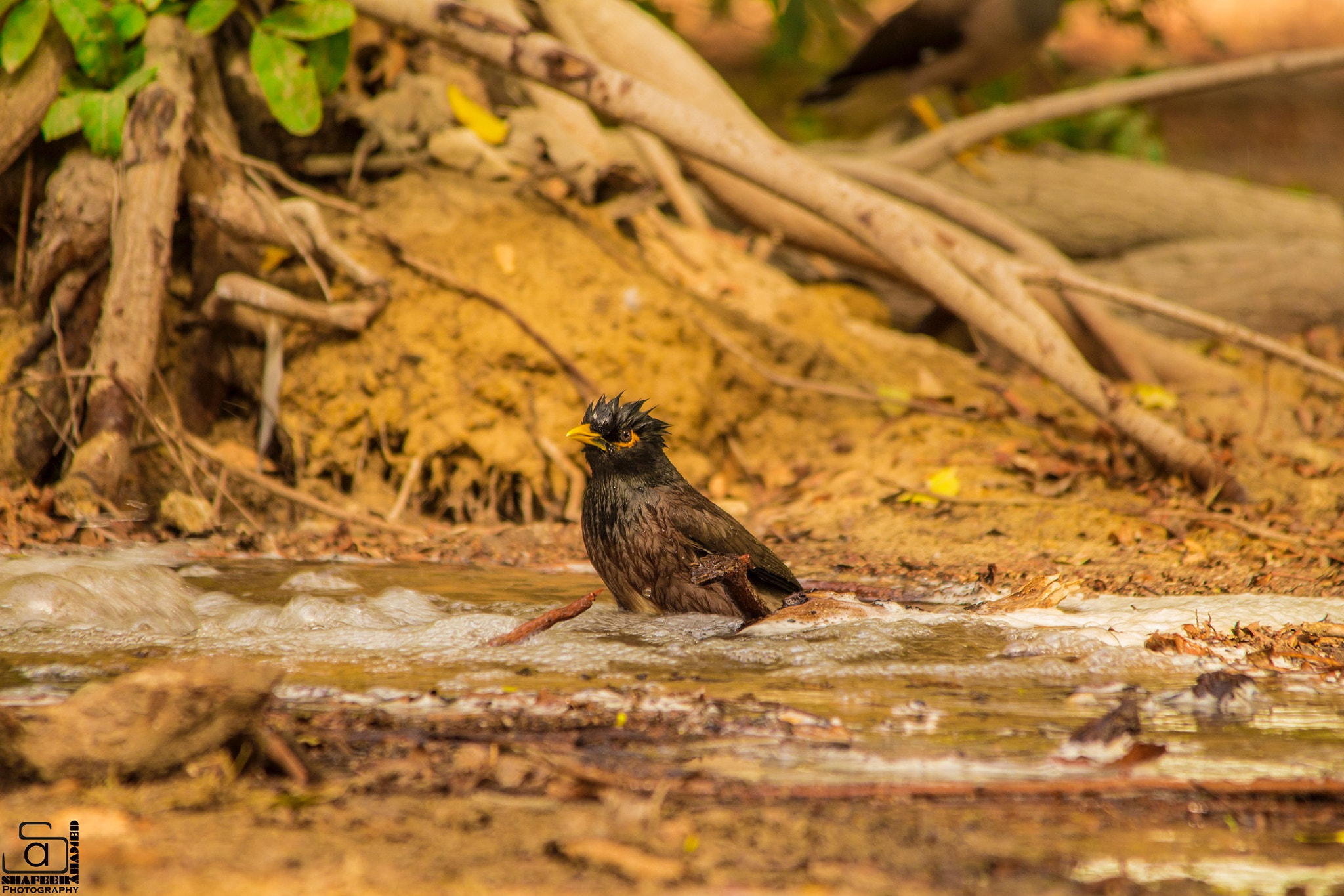 Sigma 150-500mm F5-6.3 DG OS HSM sample photo. Myna  photography