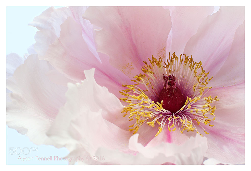 Canon EF 50mm F1.2L USM sample photo. Pink tree peony photography