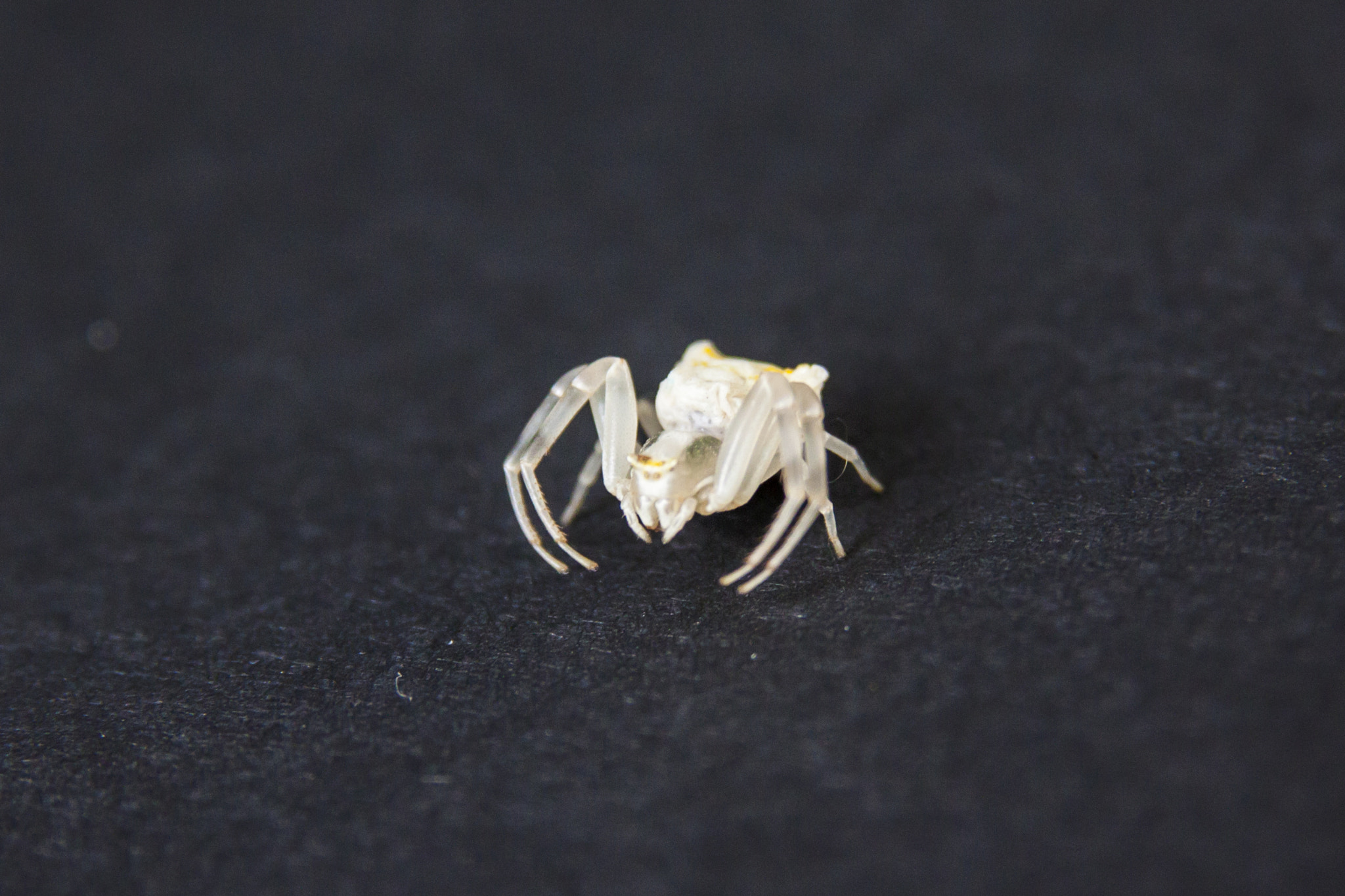 Sigma 17-70mm F2.8-4 DC Macro OS HSM sample photo. White garden spider photography