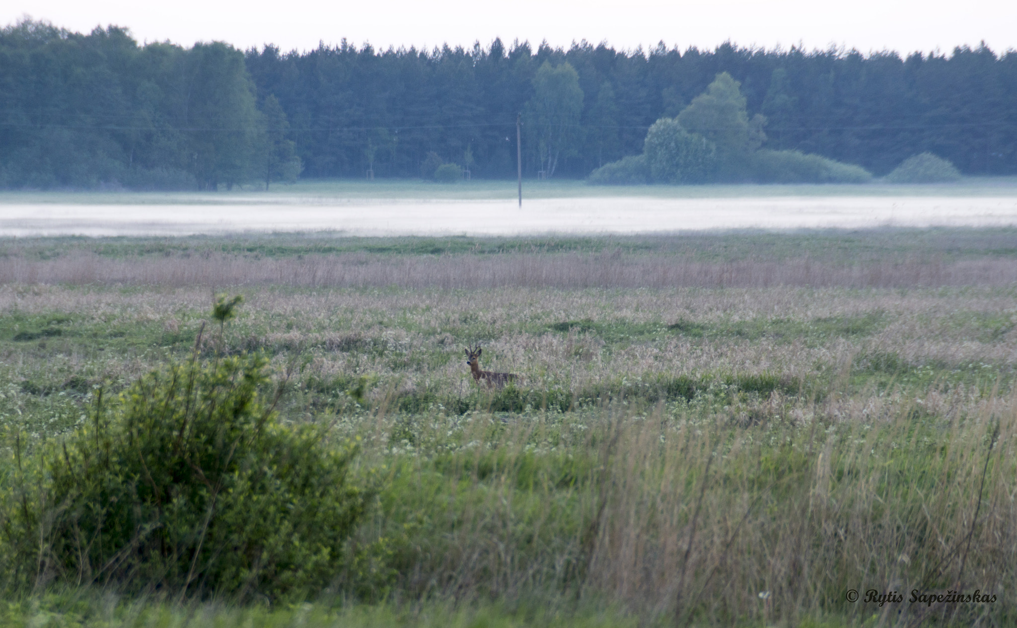 Sony DT 18-200mm F3.5-6.3 sample photo. Something in the grass photography