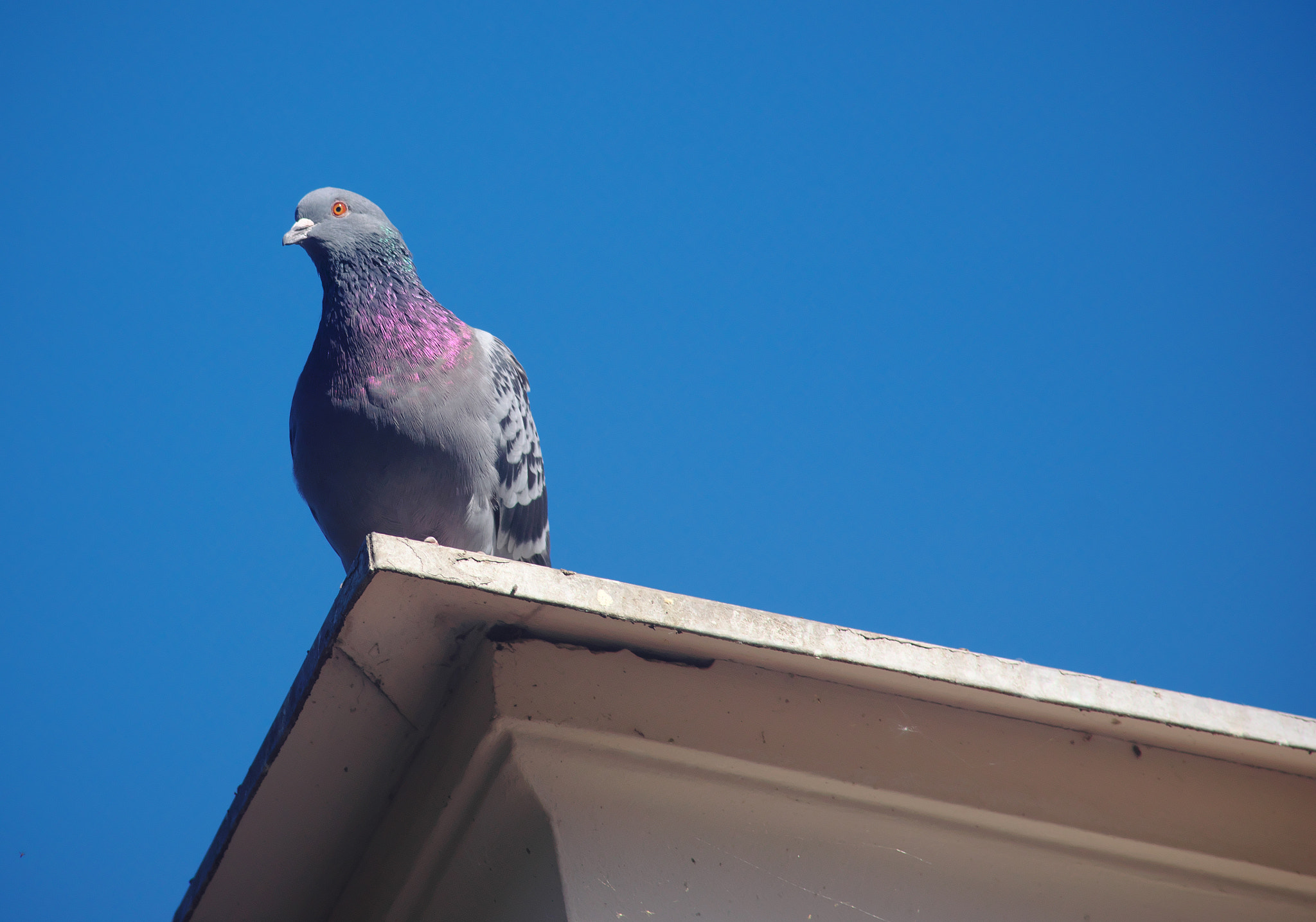 Sony SLT-A65 (SLT-A65V) + Minolta AF 80-200mm F2.8 HS-APO G sample photo. The city watcher photography