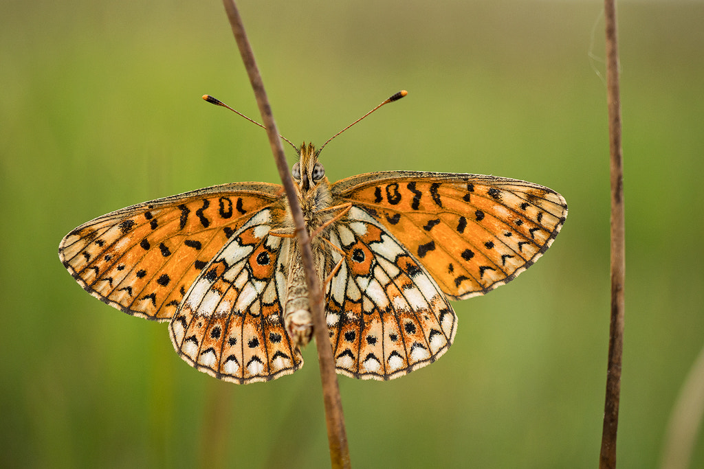 Sony a6300 + Sony E 30mm F3.5 Macro sample photo. Silver-borderedfritillary photography