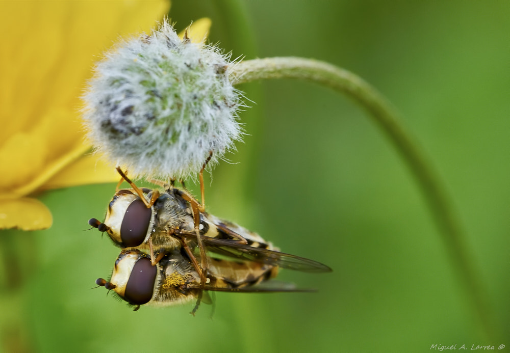 Sony ILCA-77M2 + 150mm F2.8 sample photo. Syrphids couple photography