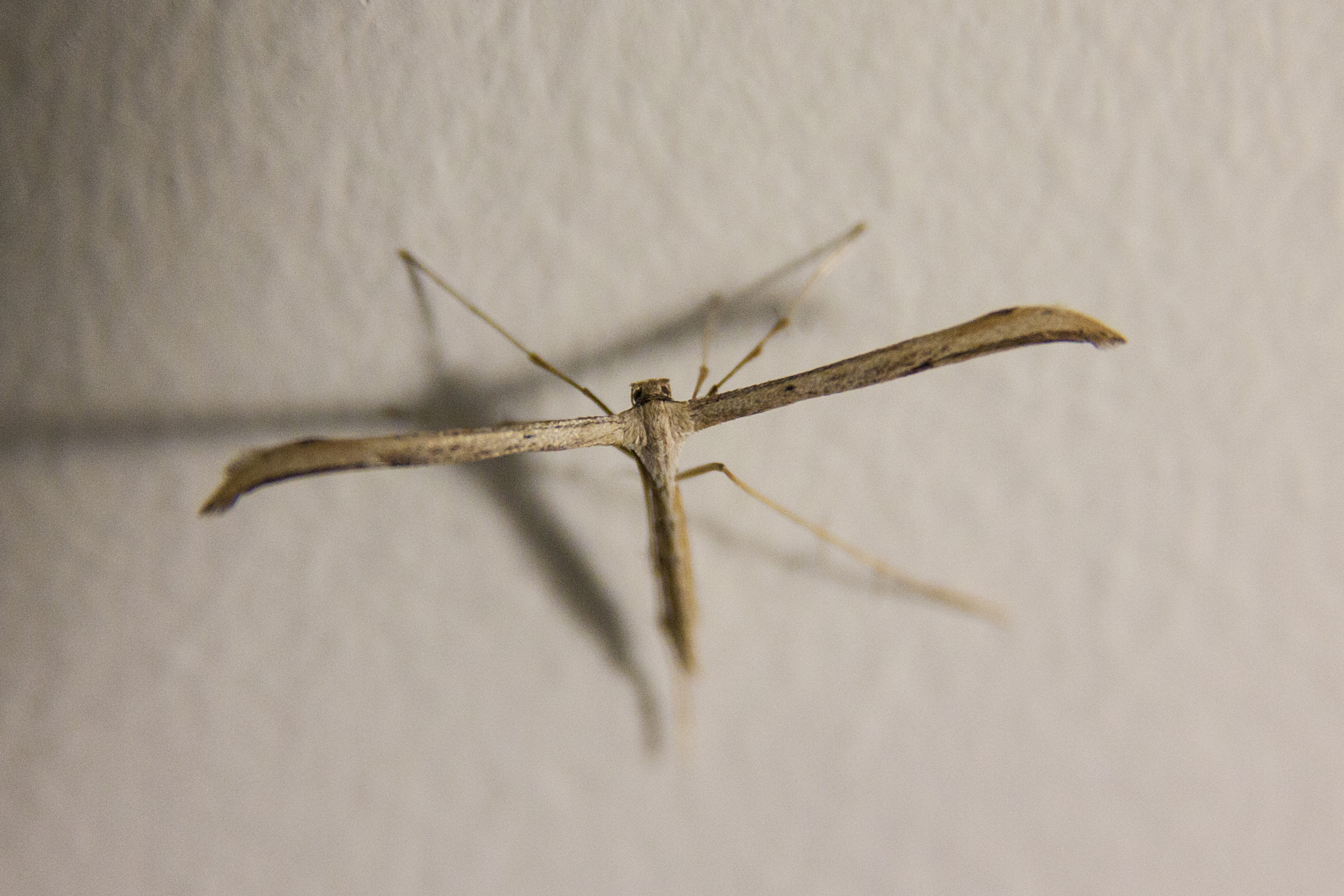 Sigma 17-70mm F2.8-4 DC Macro OS HSM sample photo. Pterophorus pentadactyla photography