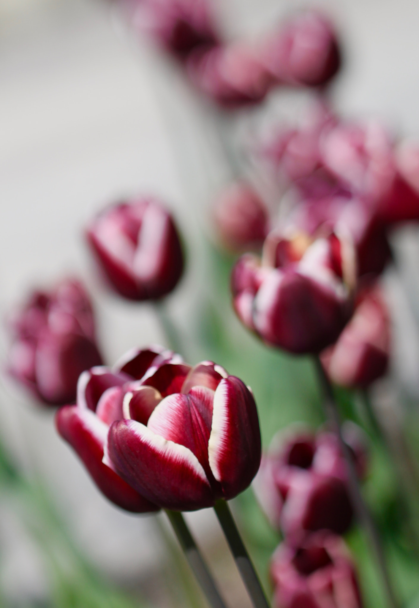 Canon EOS 1100D (EOS Rebel T3 / EOS Kiss X50) + Canon EF 100mm F2.8L Macro IS USM sample photo. Tulips photography