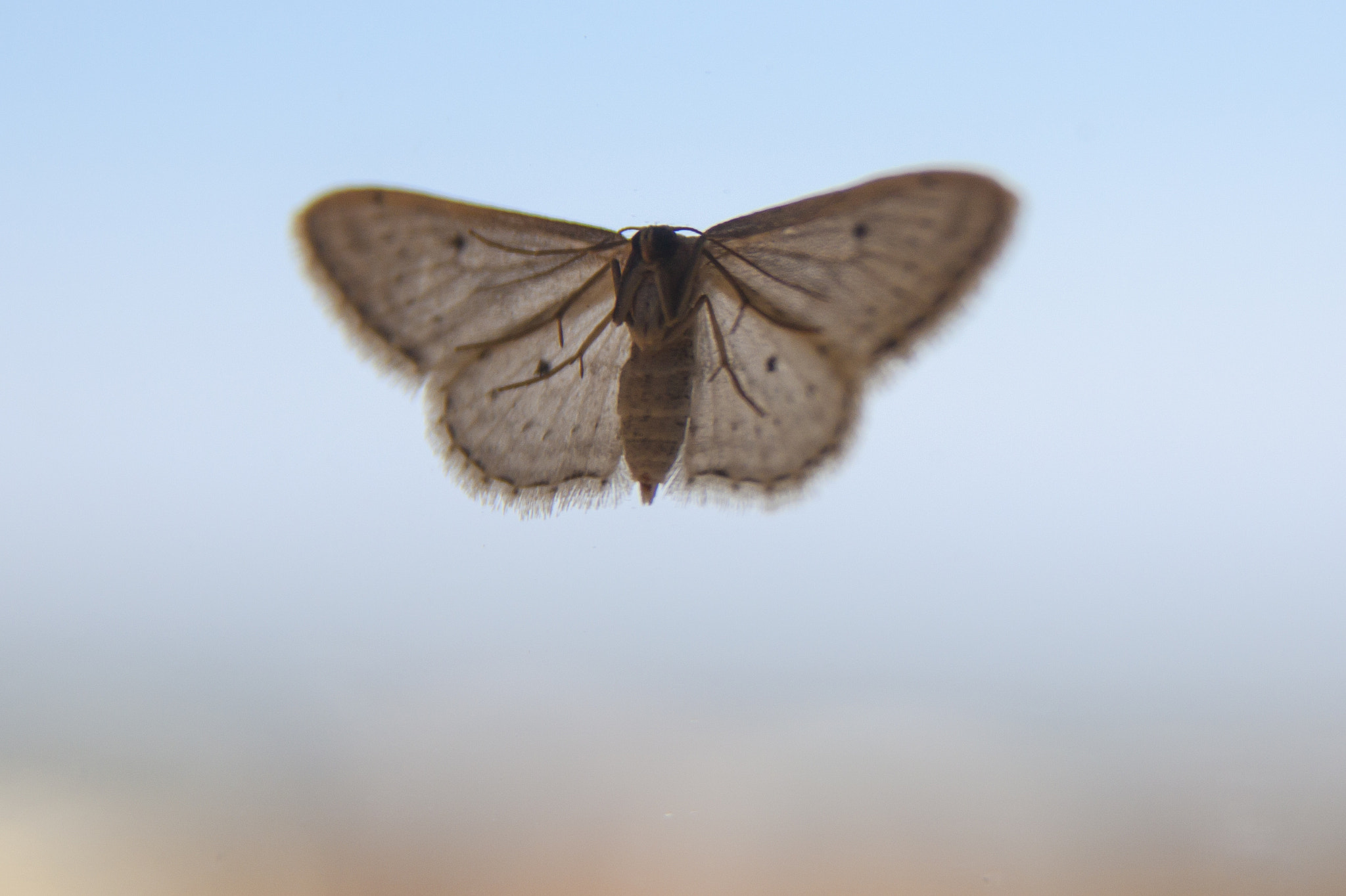 Sigma 17-70mm F2.8-4 DC Macro OS HSM sample photo. Moth on the glass photography