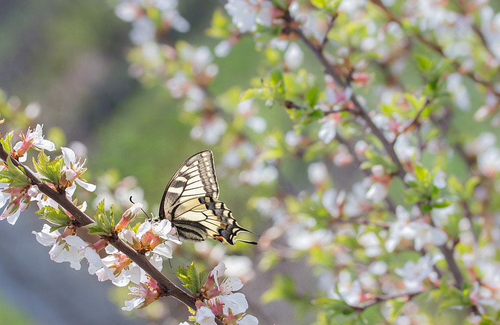 Canon EF-S 60mm F2.8 Macro USM sample photo. *** photography