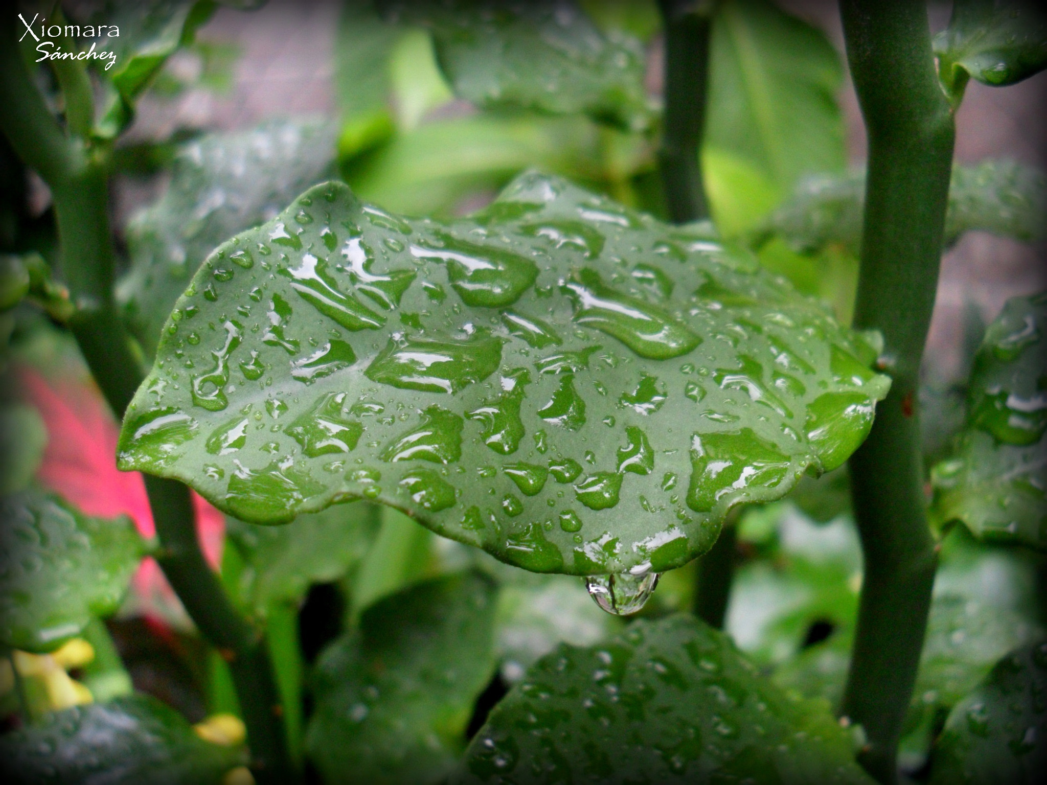Samsung PL100 /  TL205 / VLUU PL100 /  PL101 sample photo. After the rain photography