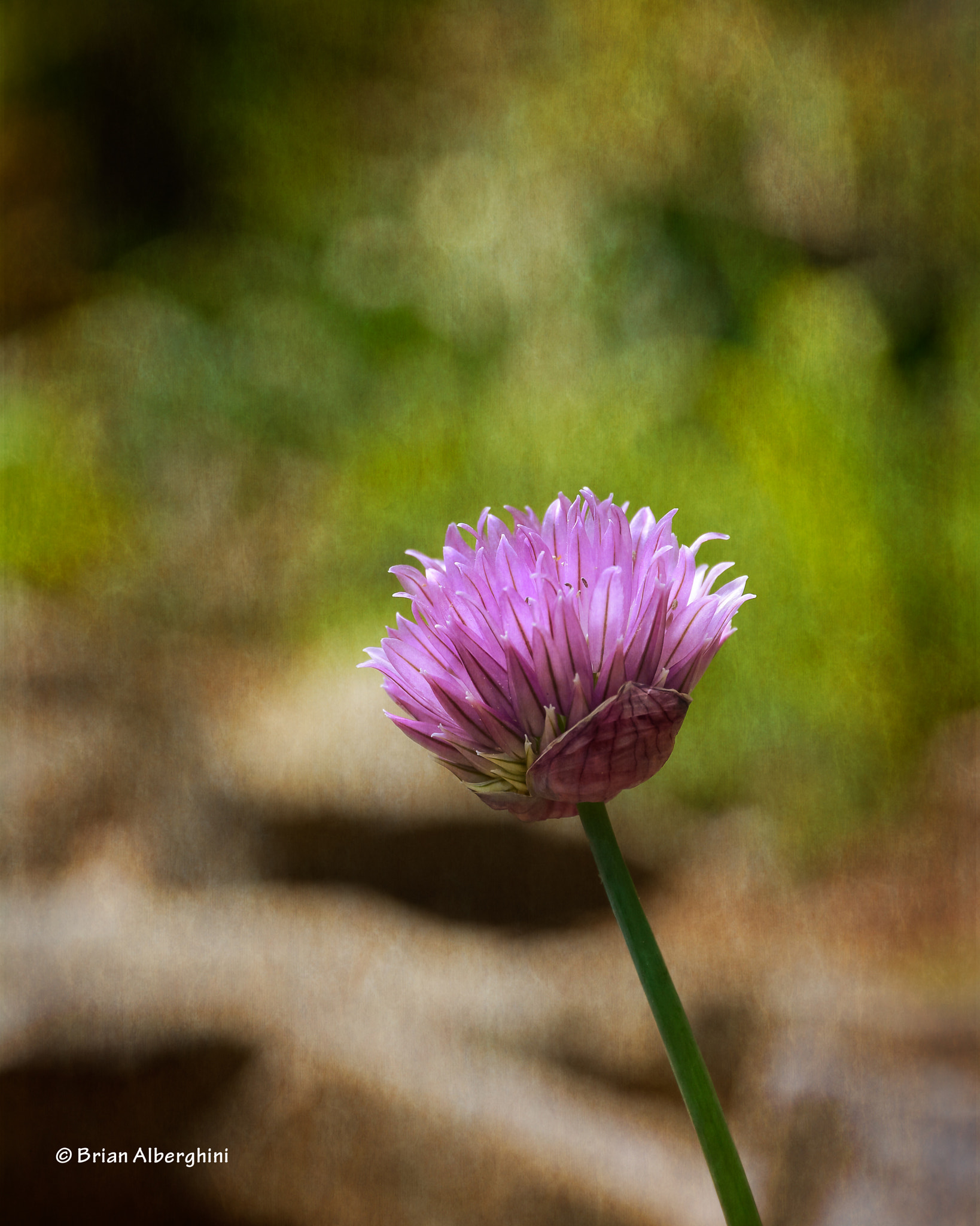 Nikon D7100 + Sigma 24-105mm F4 DG OS HSM Art sample photo. Erba cipollina in fiore photography