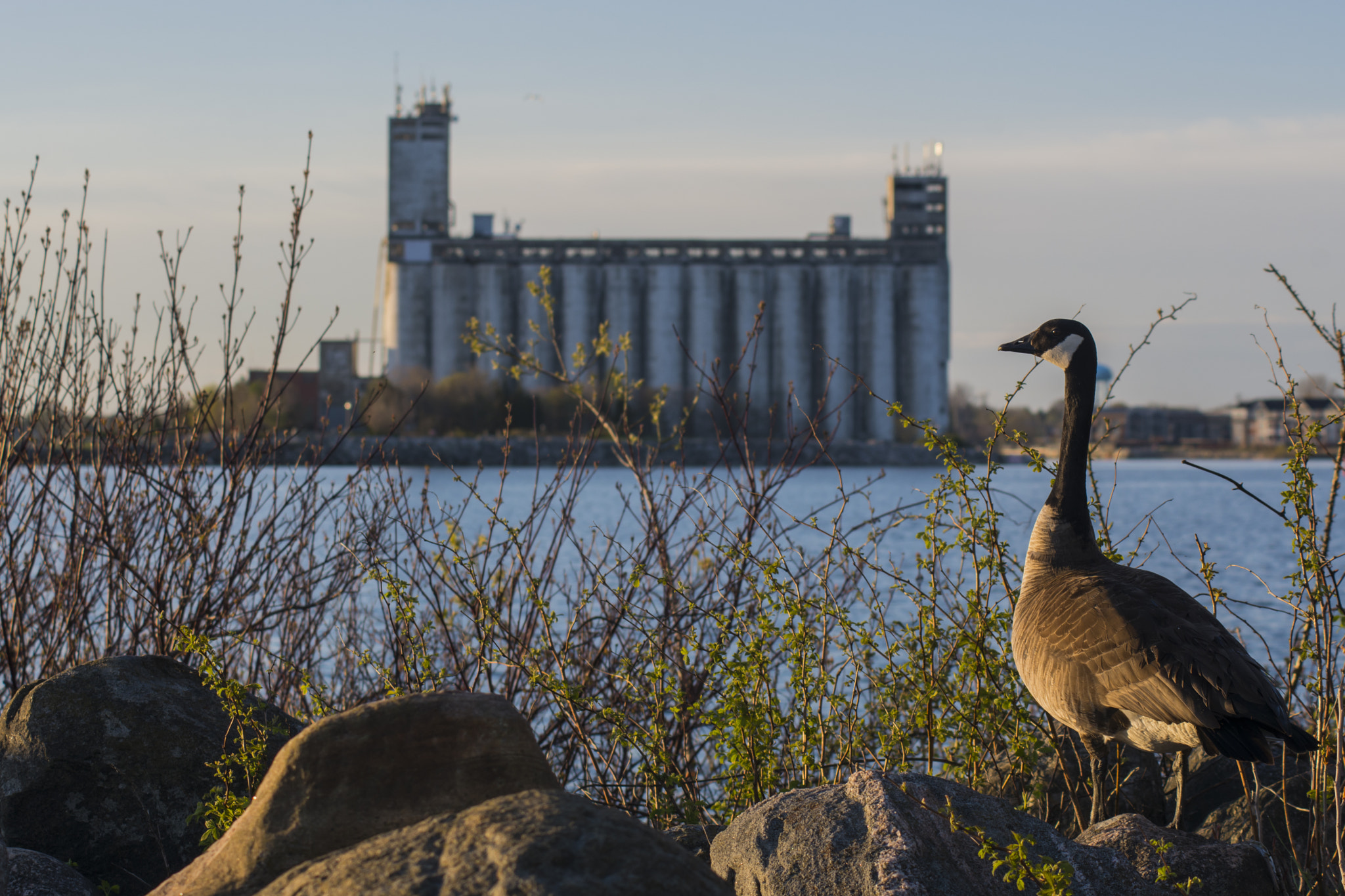Nikon D7100 + AF Zoom-Nikkor 70-210mm f/4 sample photo. Quintessential collingwood photography