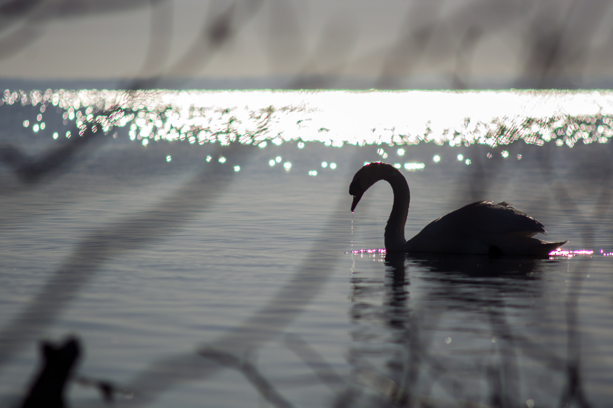 Nikon D7100 + AF Zoom-Nikkor 70-210mm f/4 sample photo. Black swan photography