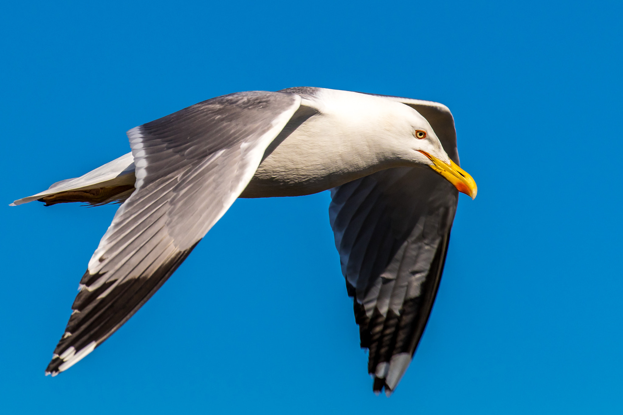 Canon EF 100-400mm F4.5-5.6L IS II USM sample photo. Yellow-legged gull photography