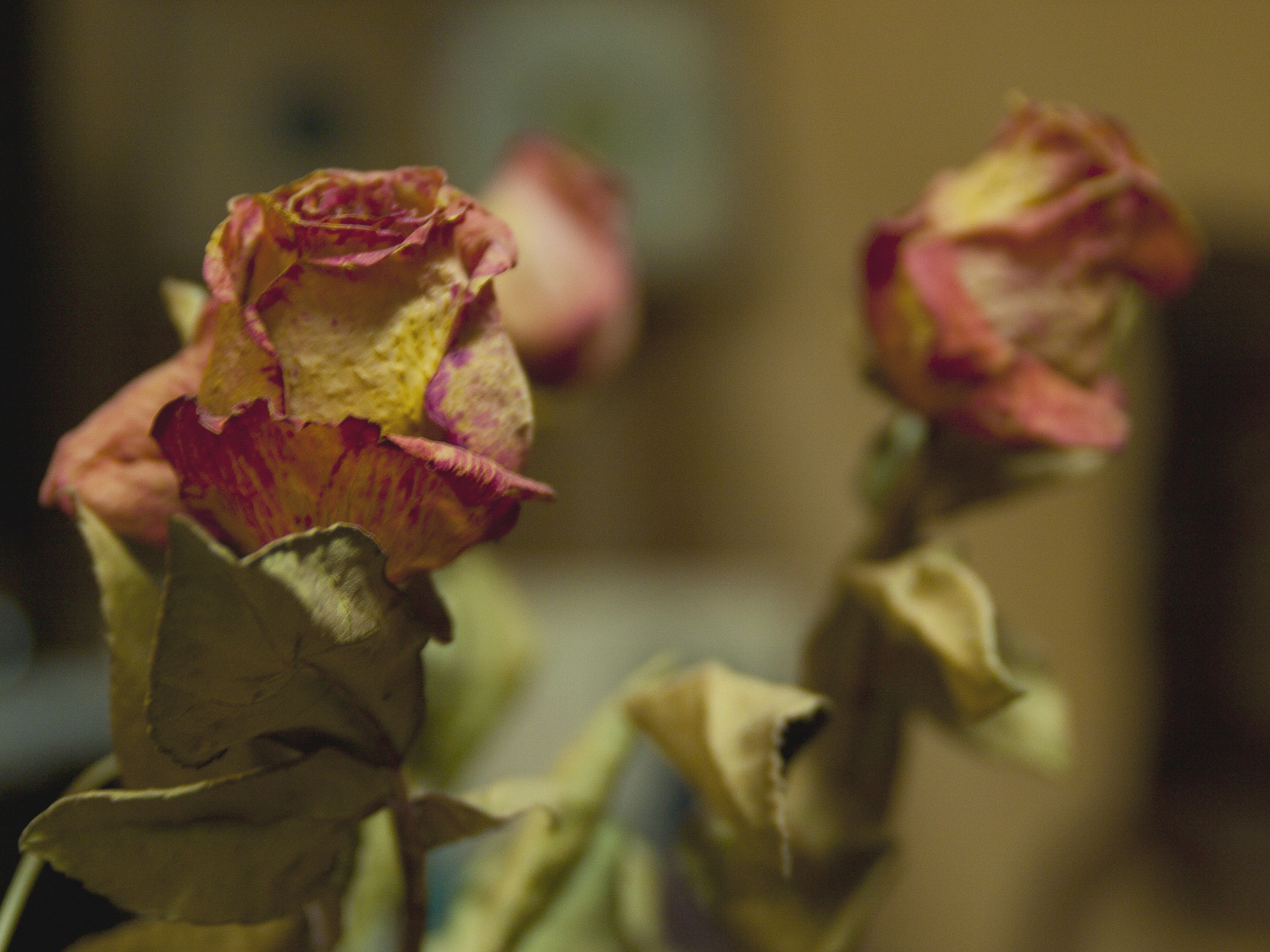 Olympus E-520 (EVOLT E-520) + SIGMA 18-50mm F2.8 DC sample photo. Fading beauty photography