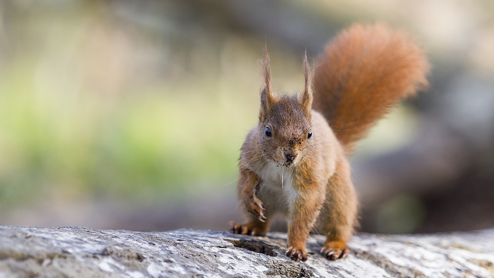 Canon EF 70-200mm F2.8L USM sample photo. Petit roux photography