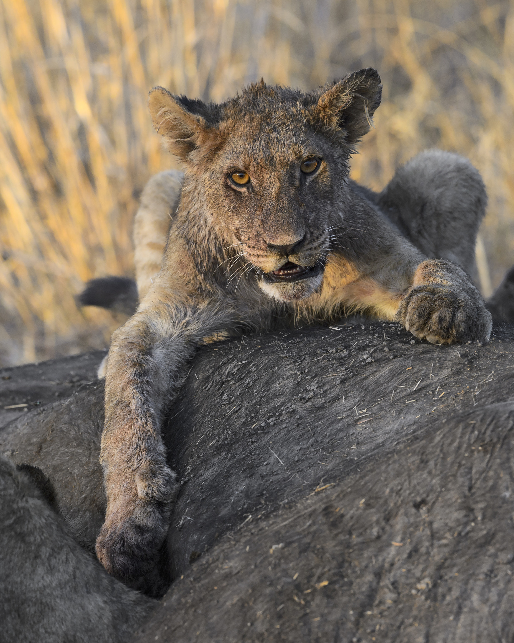 Nikon AF-S Nikkor 400mm F2.8E FL ED VR sample photo. Try and take it from me! photography