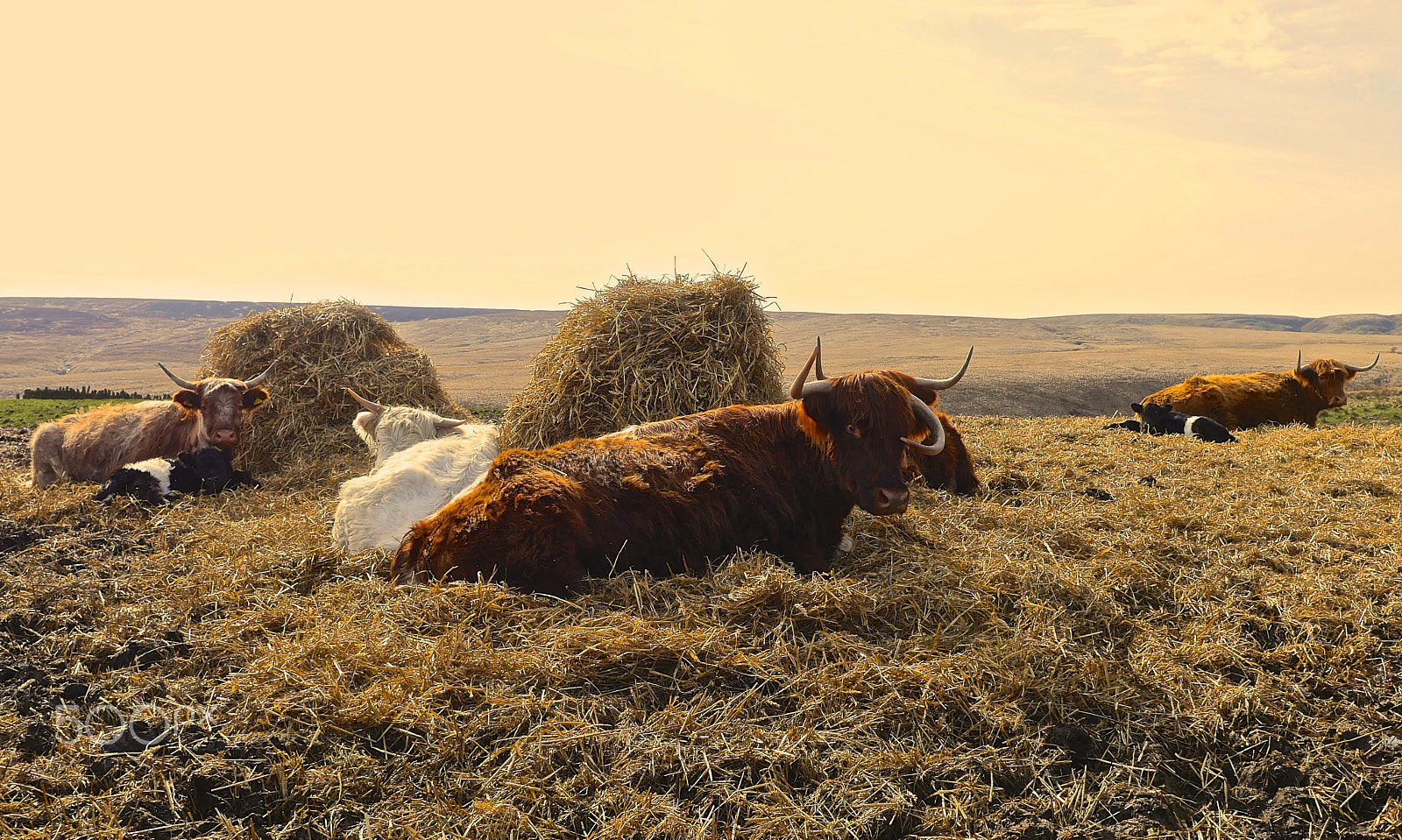 Panasonic Lumix DMC-GH4 + OLYMPUS M.12mm F2.0 sample photo. Lazy haydays photography