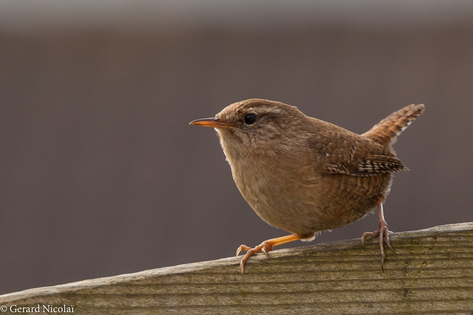 Canon EF 300mm F2.8L IS USM sample photo. Wren photography