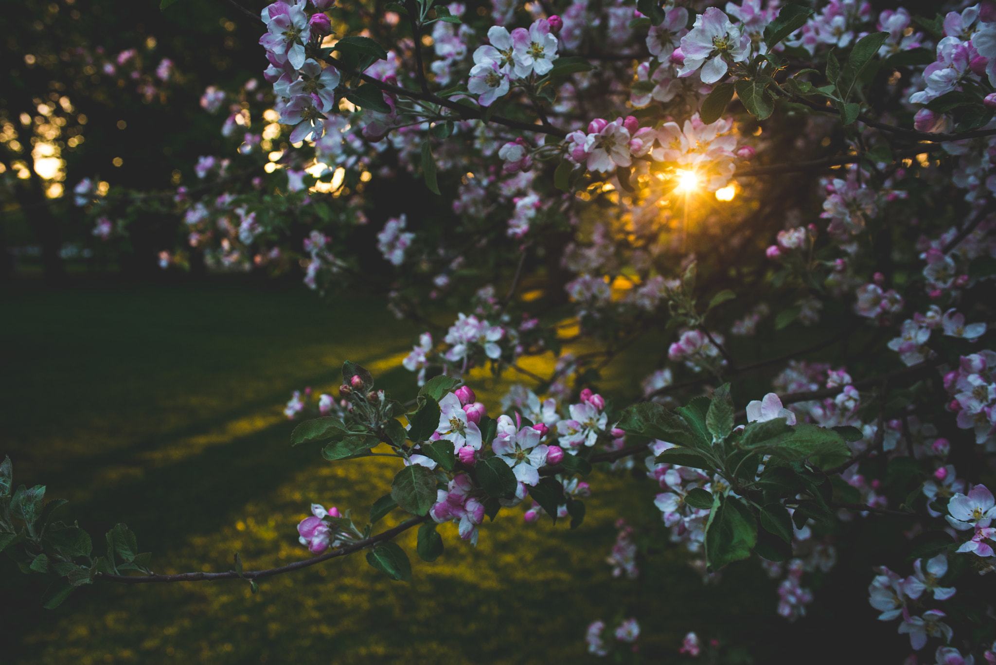 Nikon D610 + AF Zoom-Nikkor 35-70mm f/2.8D sample photo. Apple tree. photography