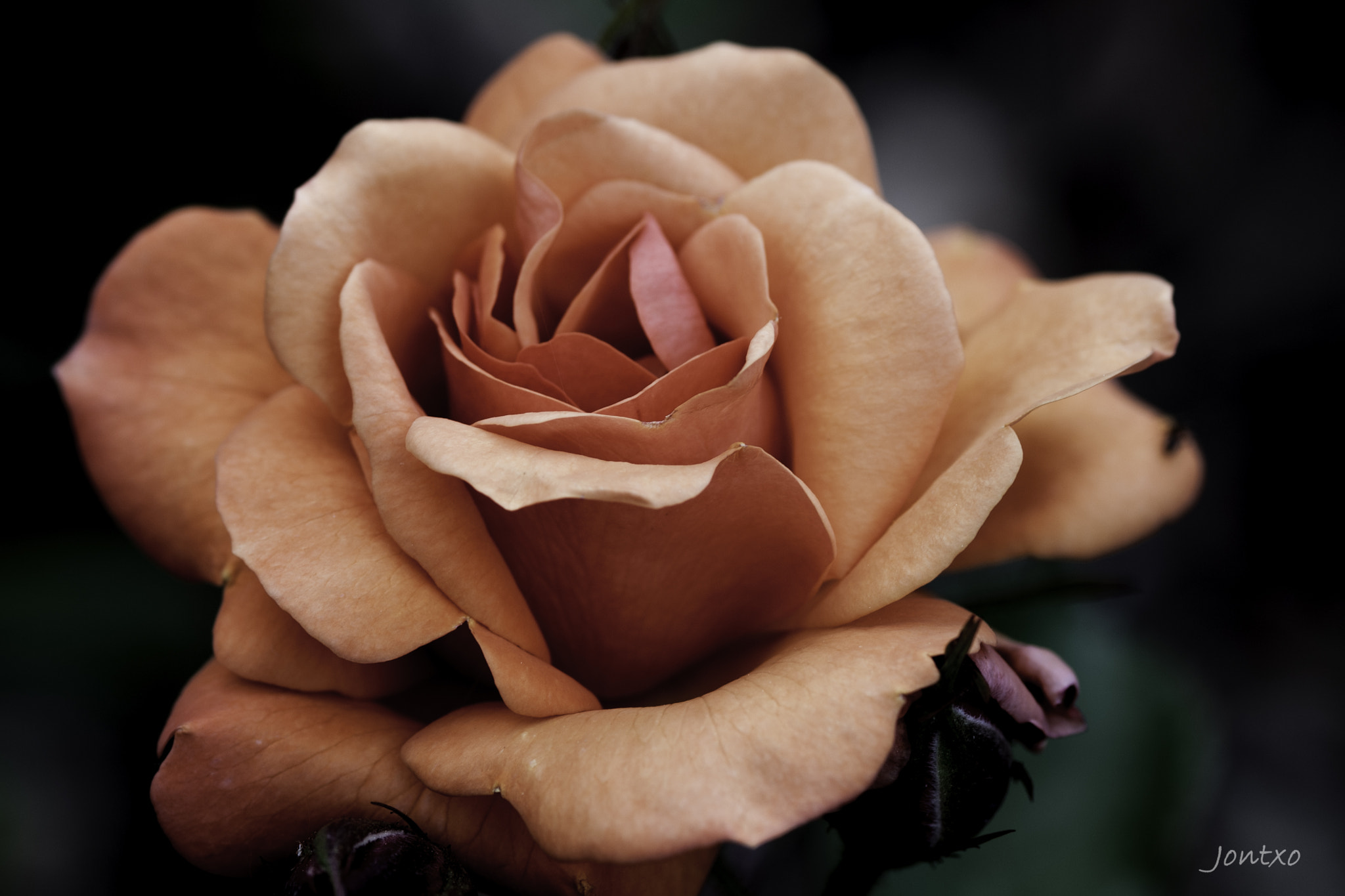 Nikon D300 + AF Micro-Nikkor 105mm f/2.8 sample photo. More roses 1 photography