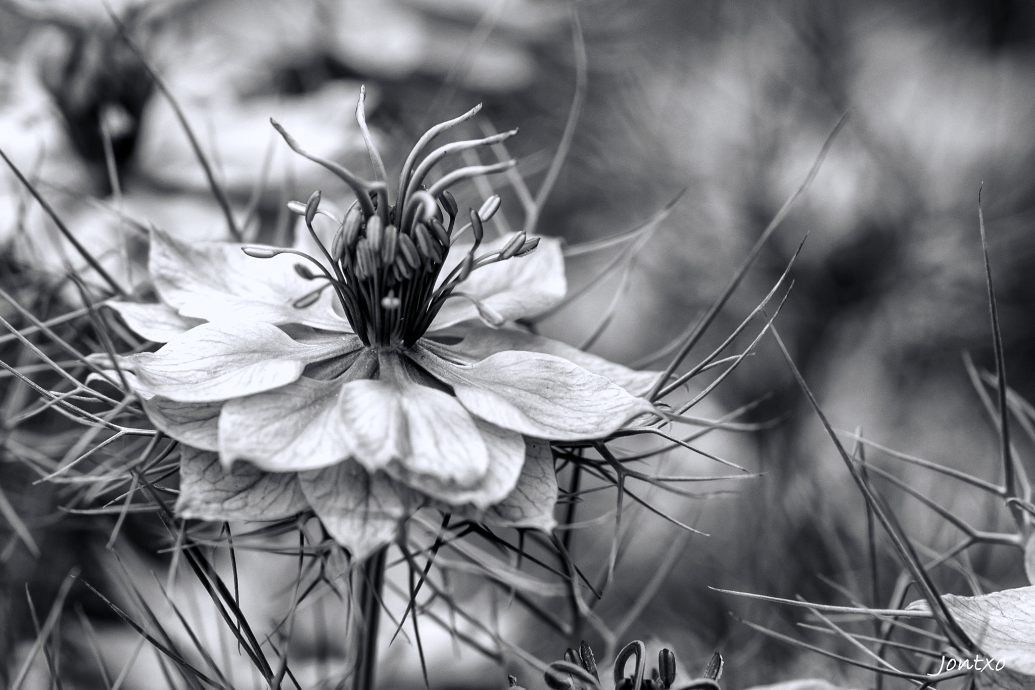 Nikon D300 + AF Micro-Nikkor 105mm f/2.8 sample photo. More roses 2 in b&w photography