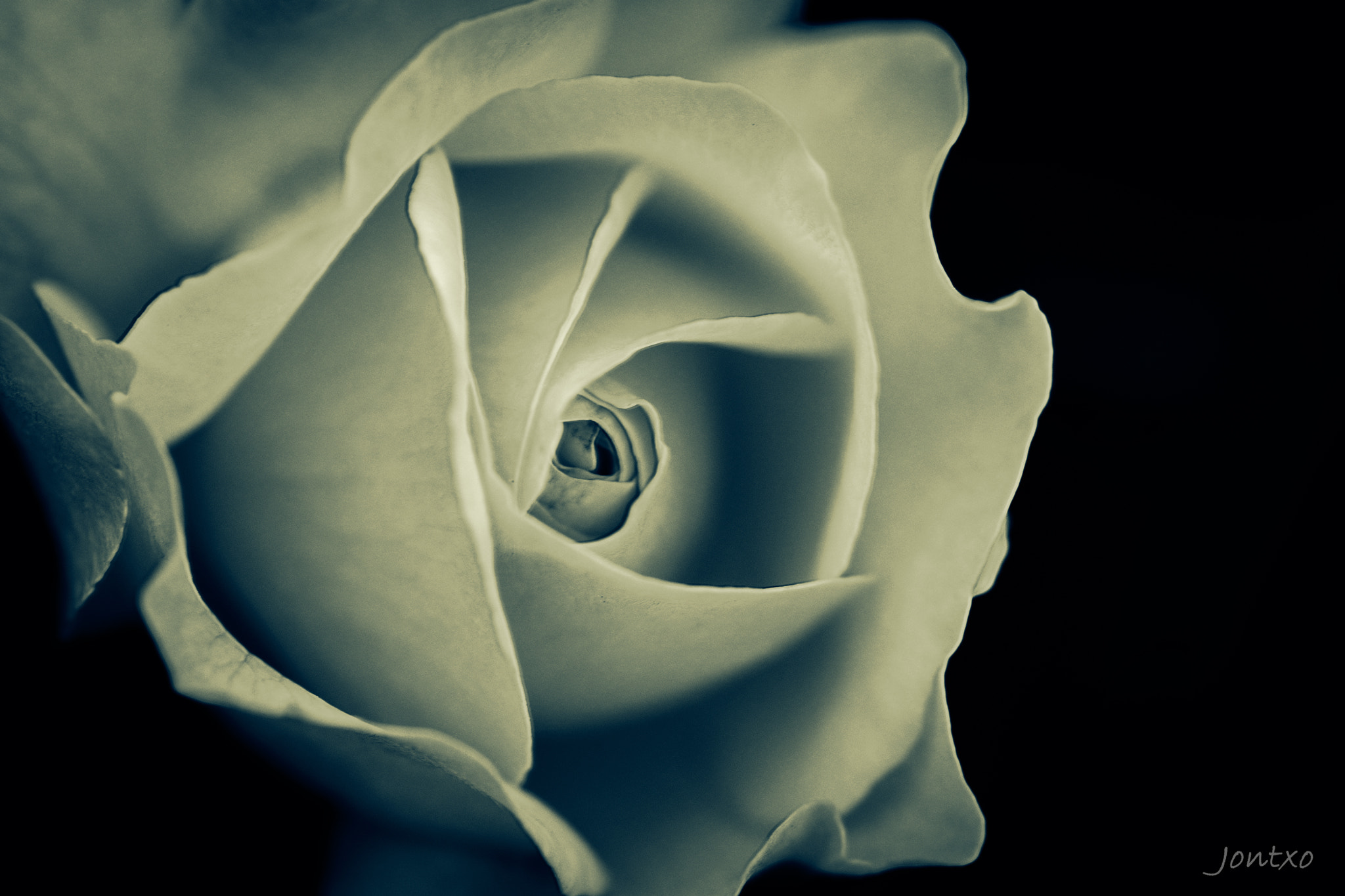 Nikon D300 + AF Micro-Nikkor 105mm f/2.8 sample photo. More roses 3 photography